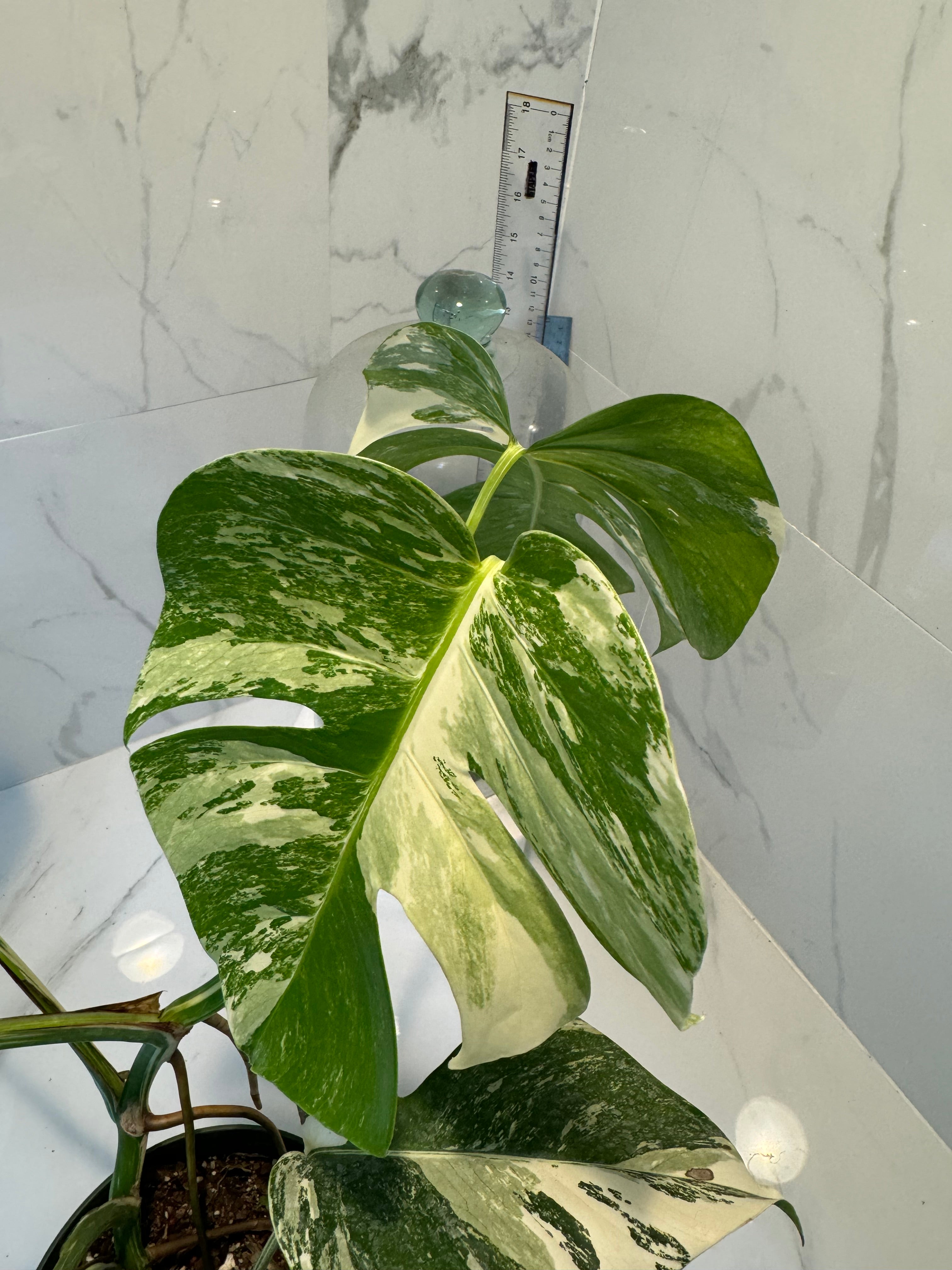 Monstera borsigiana albo-variegata #23