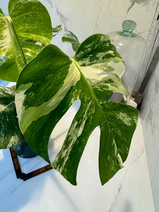 Monstera borsigiana albo-variegata #23