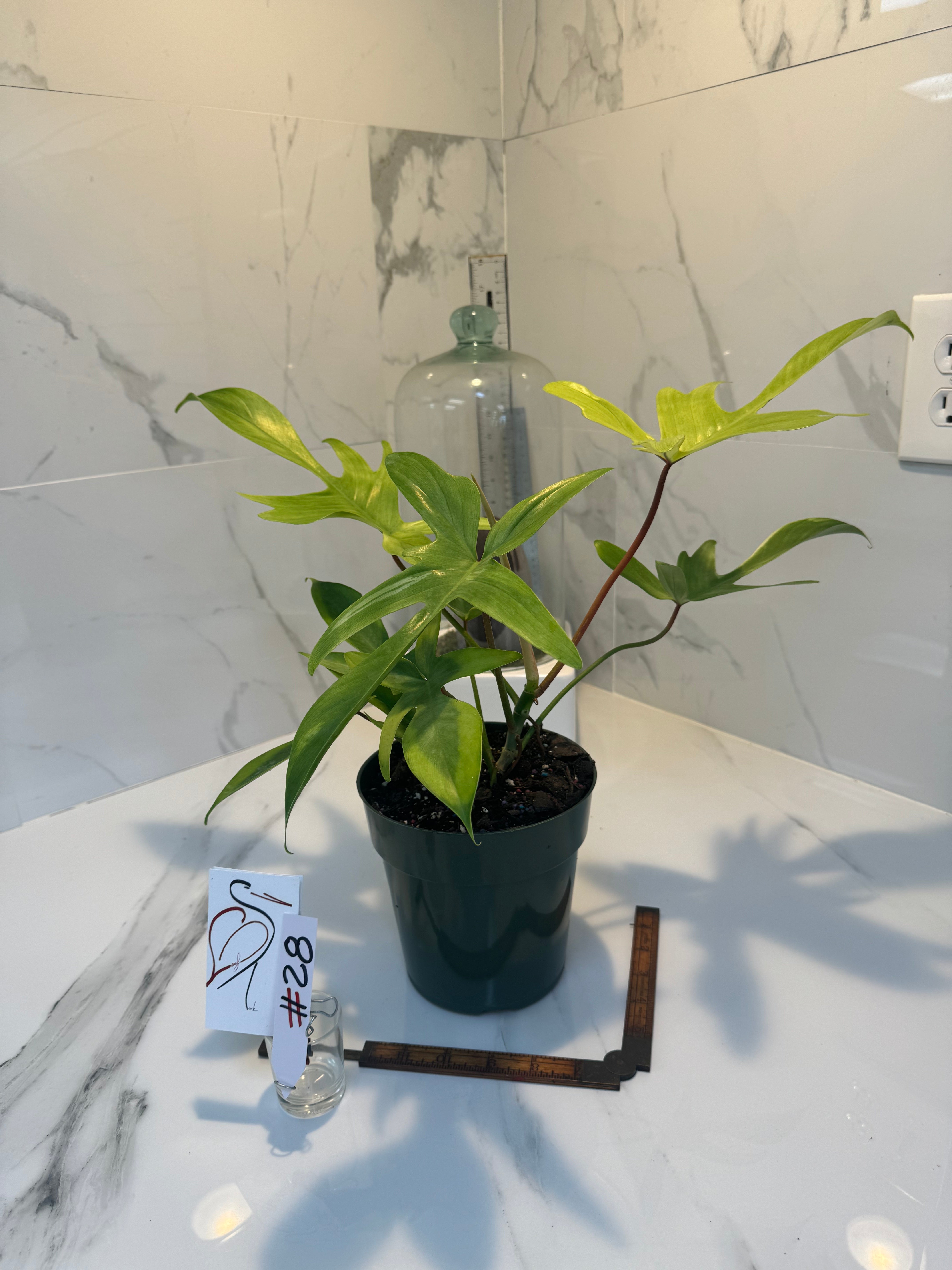 Philodendron "Florida Ghost" #28