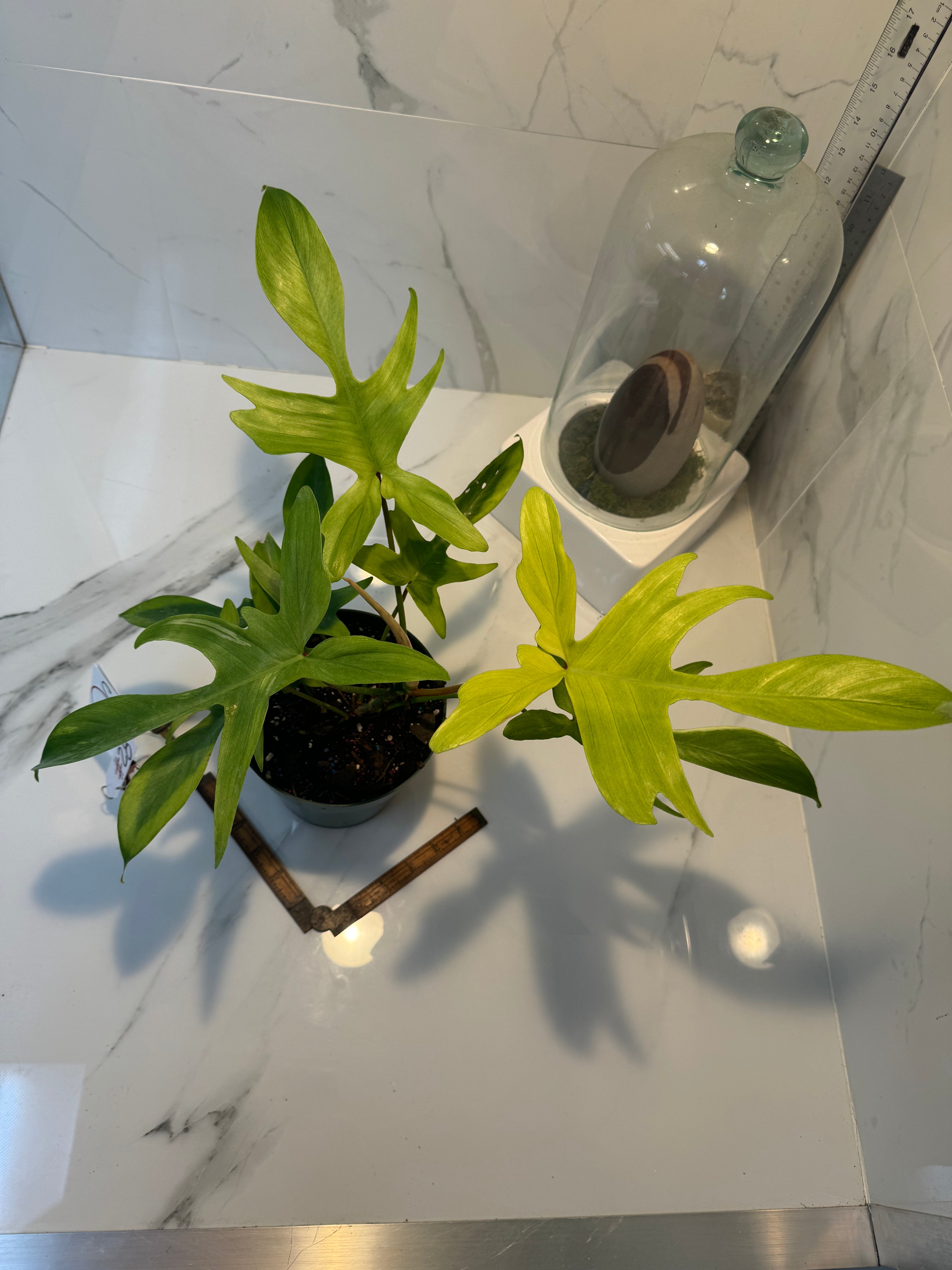 Philodendron "Florida Ghost" #28