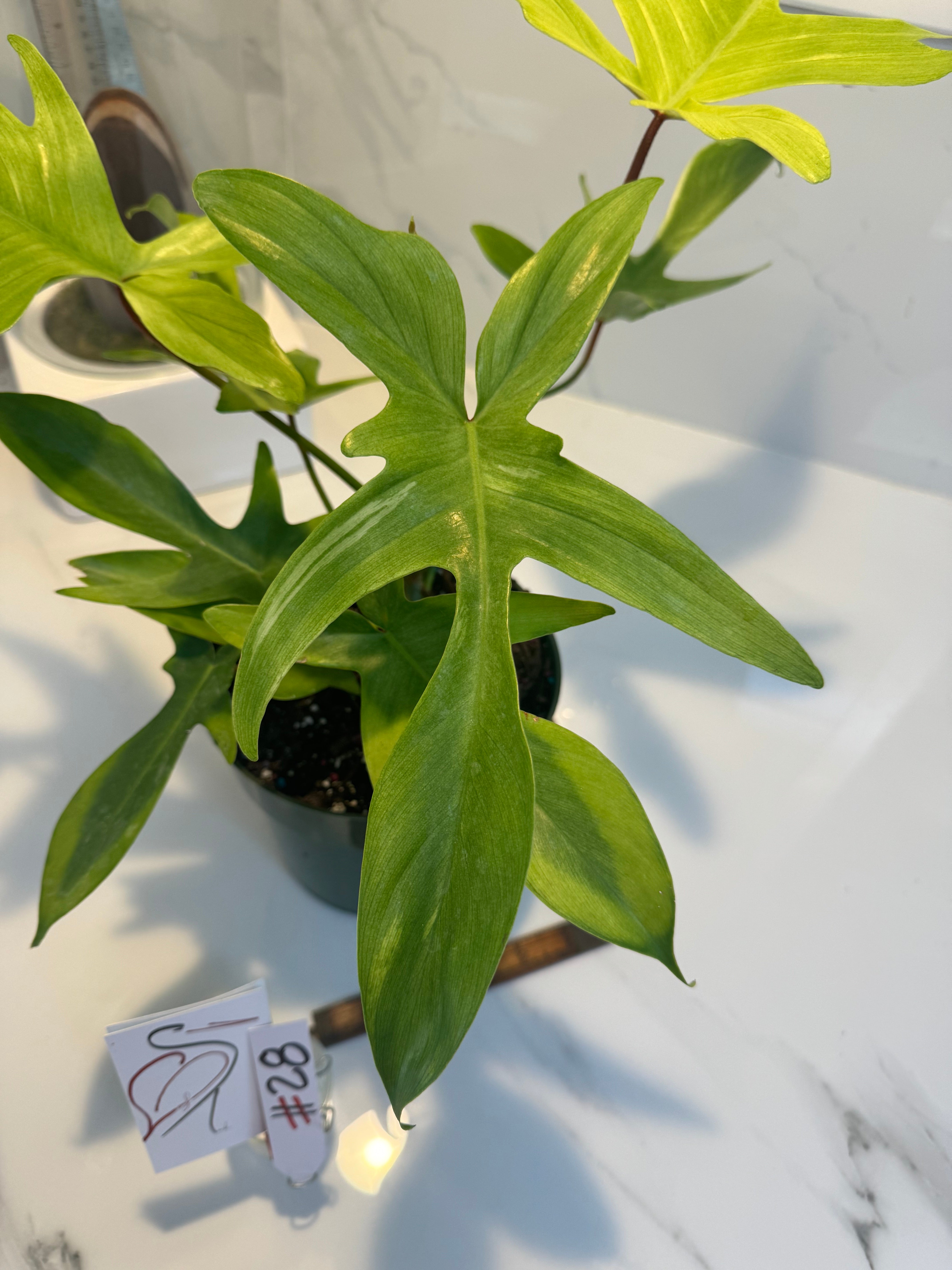 Philodendron "Florida Ghost" #28