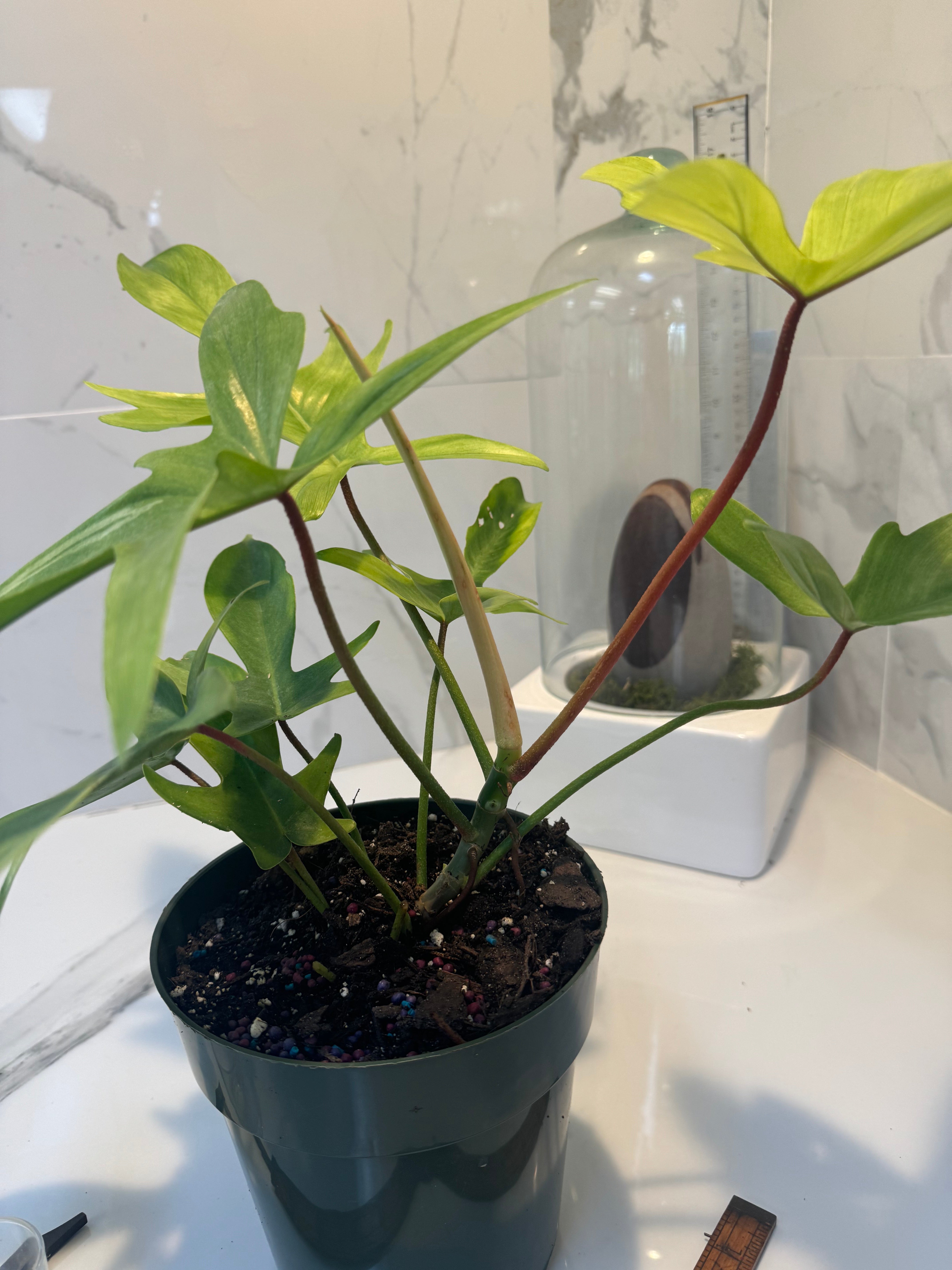 Philodendron "Florida Ghost" #28