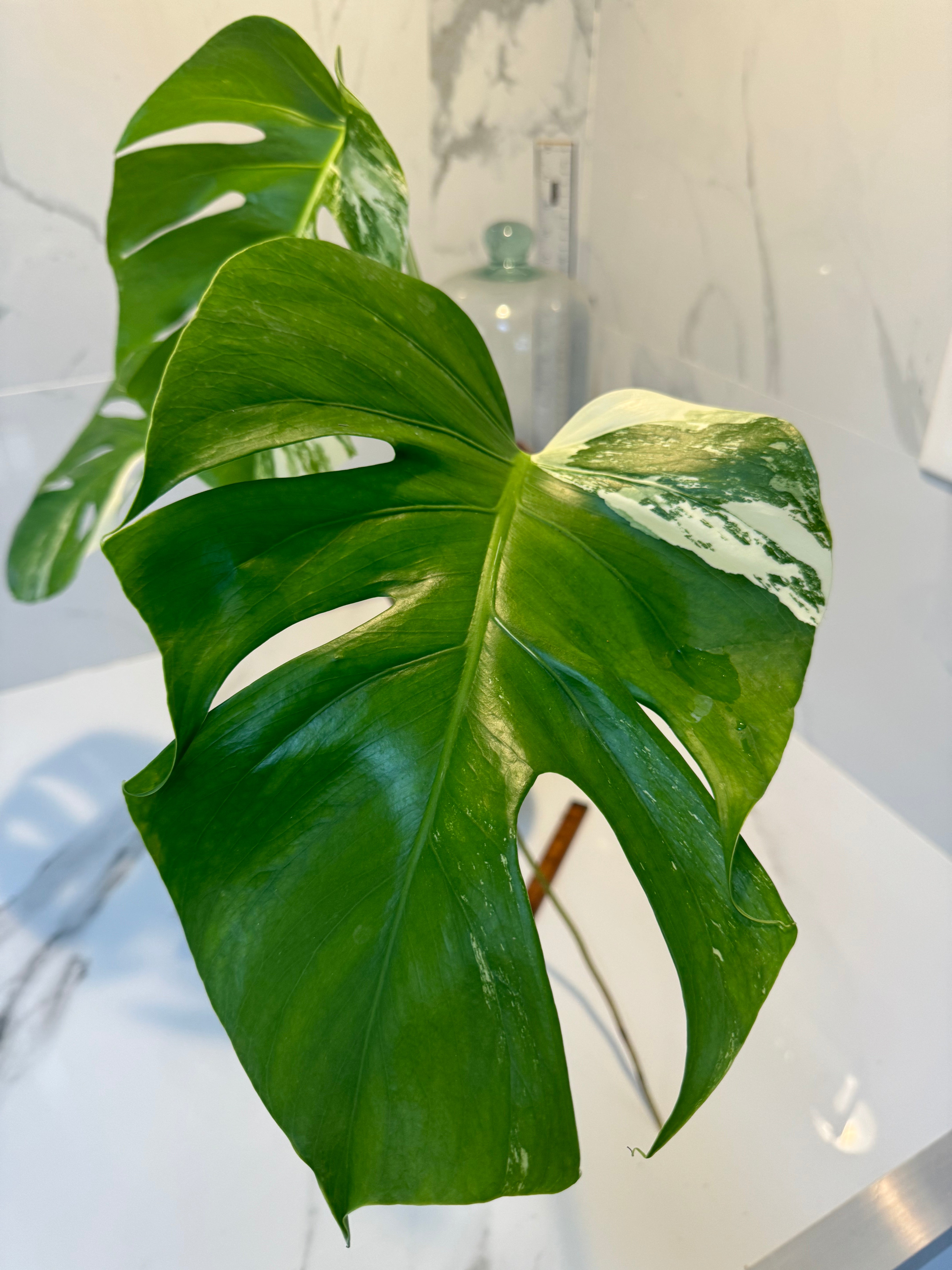 Monstera borsigiana albo-variegata #24