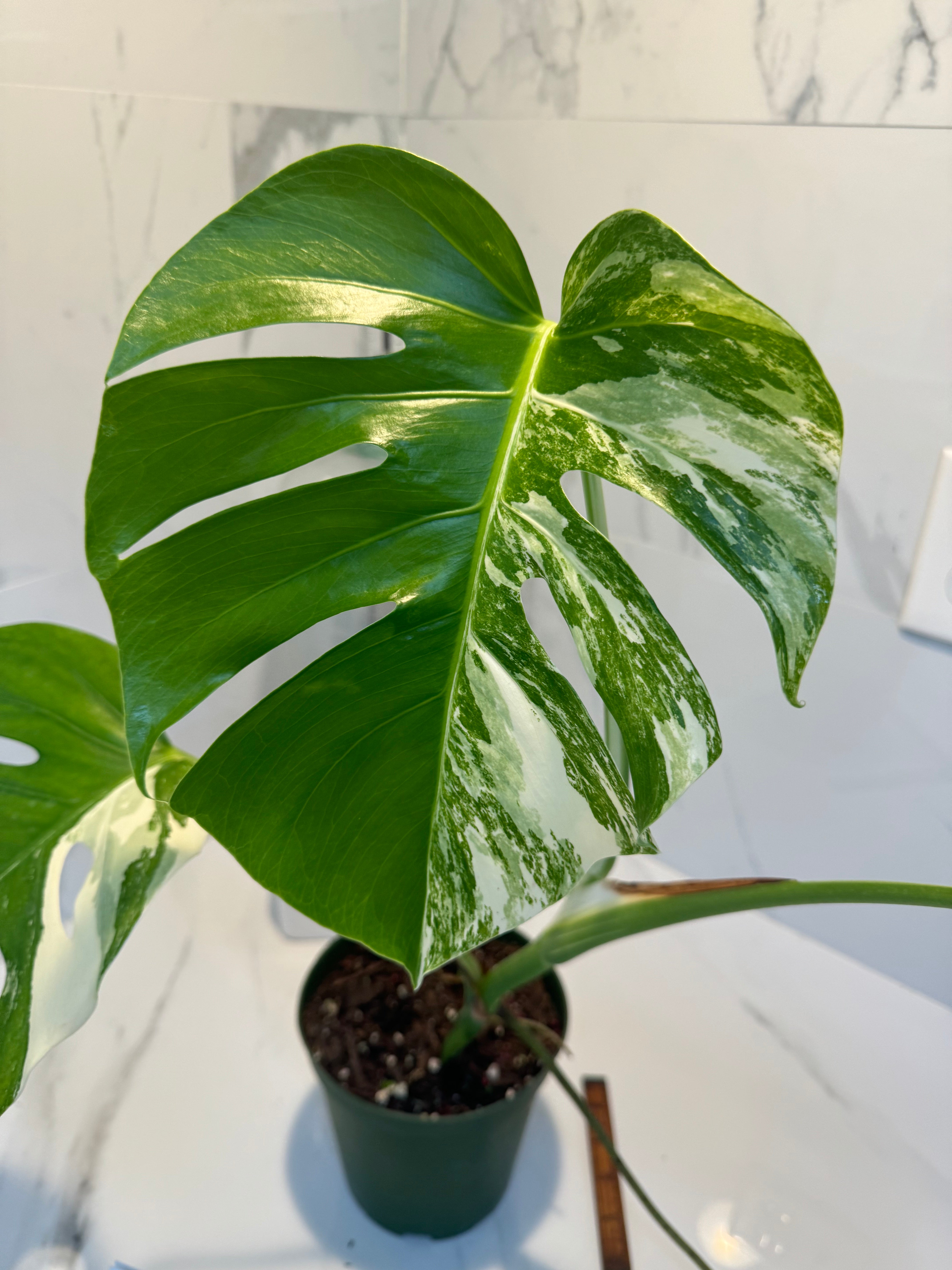 Monstera borsigiana albo-variegata #24