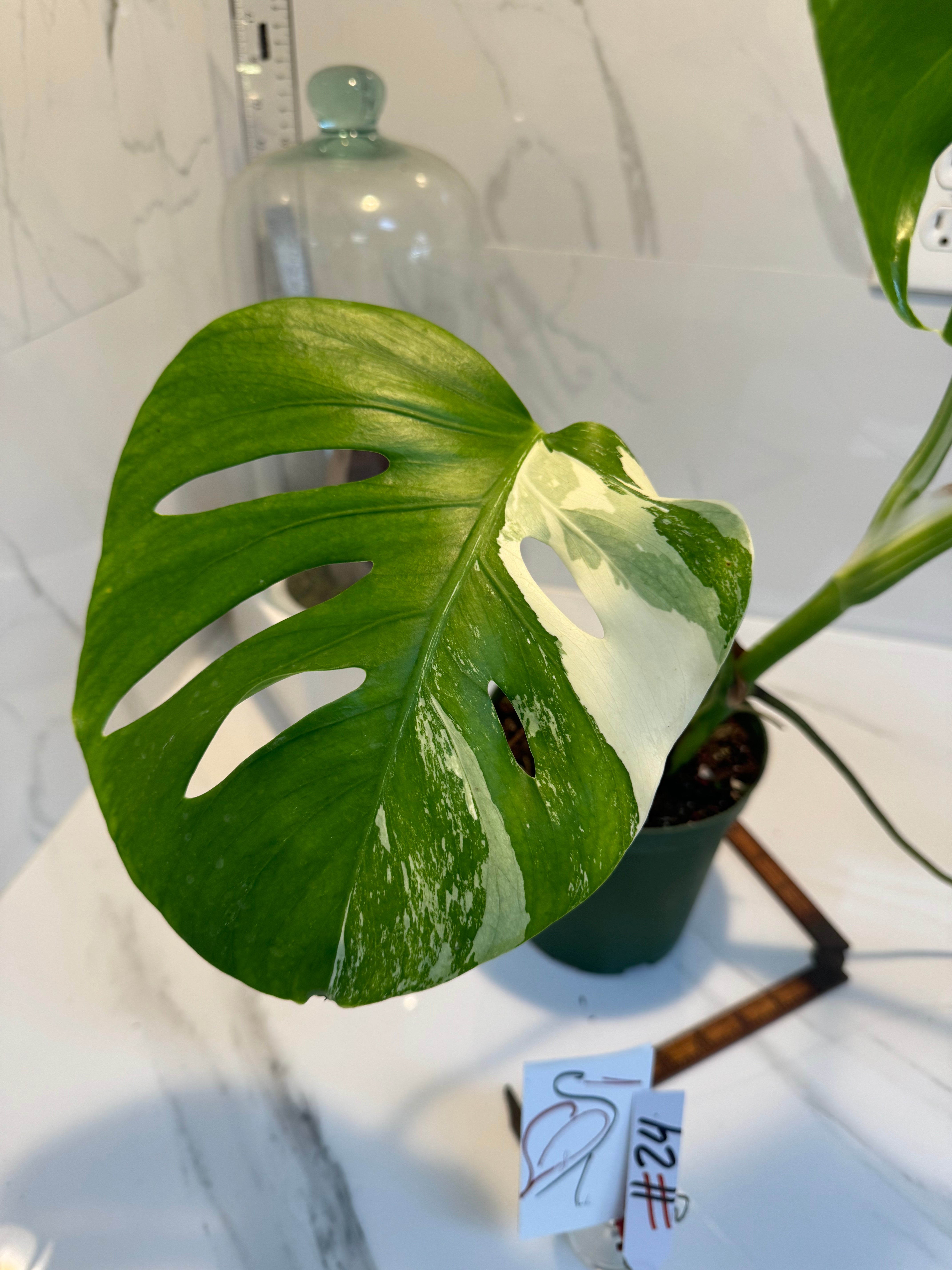 Monstera borsigiana albo-variegata #24