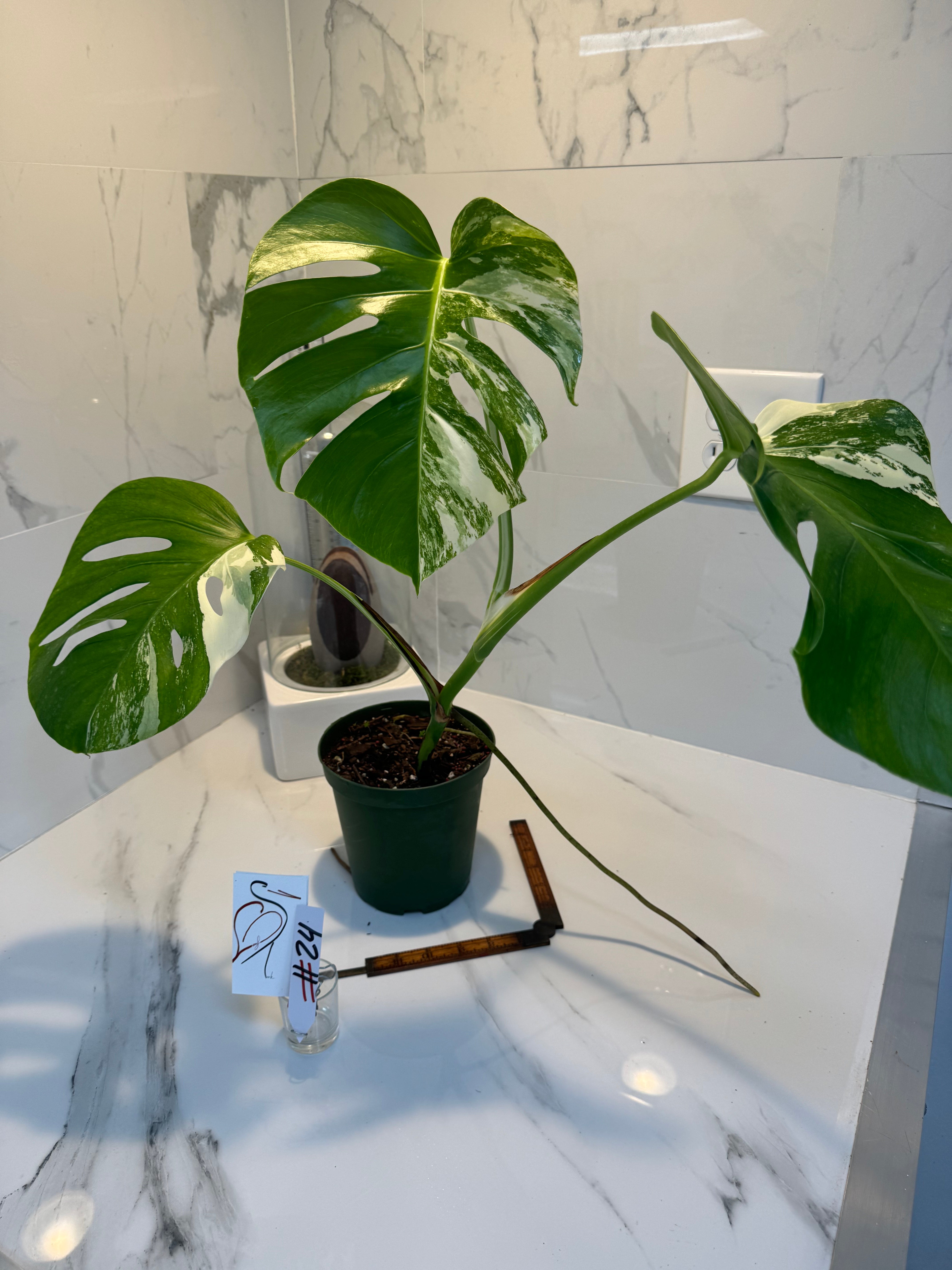 Monstera borsigiana albo-variegata #24