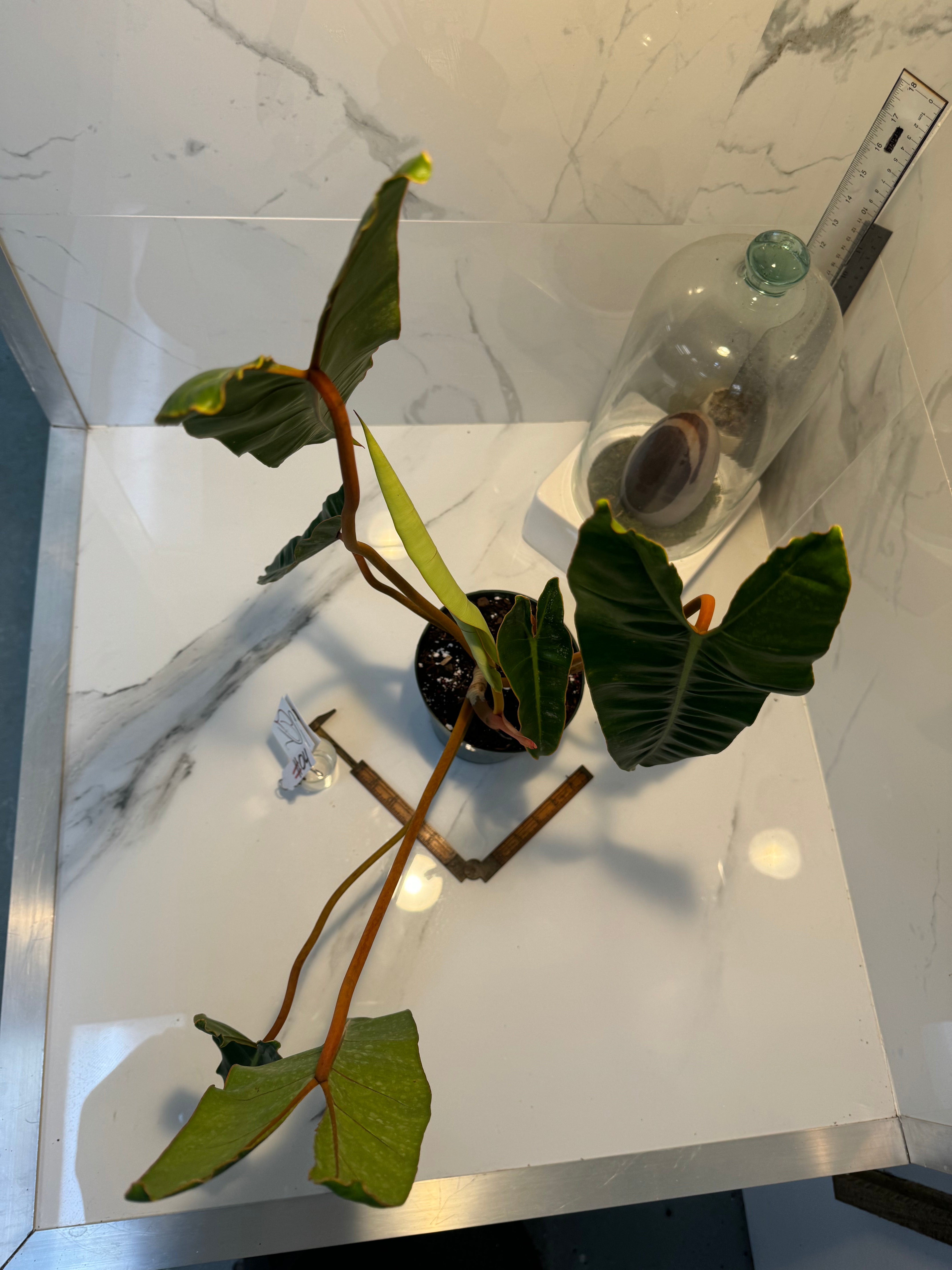 Philodendron Billietiae #04