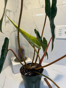 Philodendron Billietiae #04