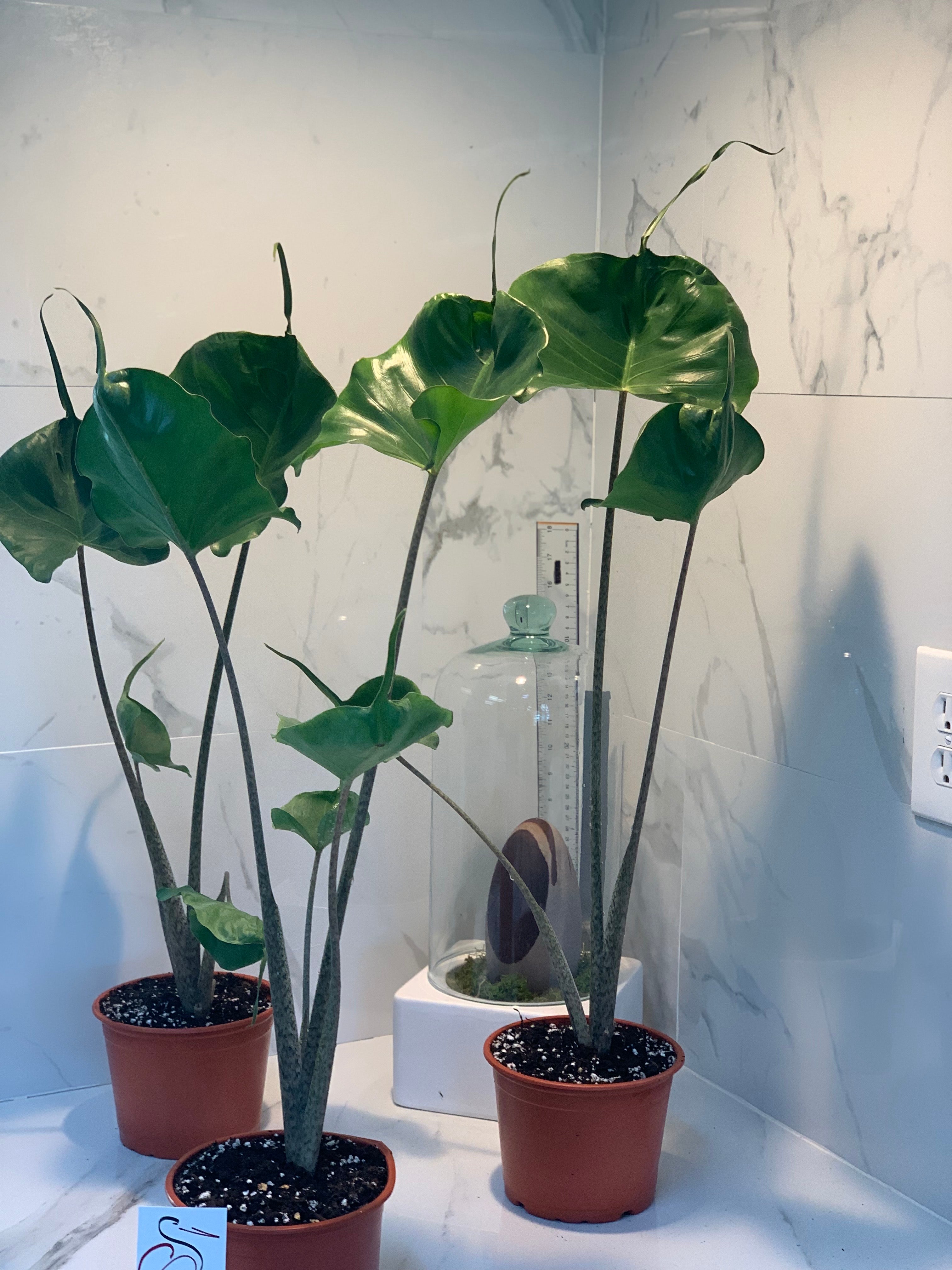 alocasia macrorrhiza indoor plant Alocasia macrorrhiza "Stingray" – Leaf Stork