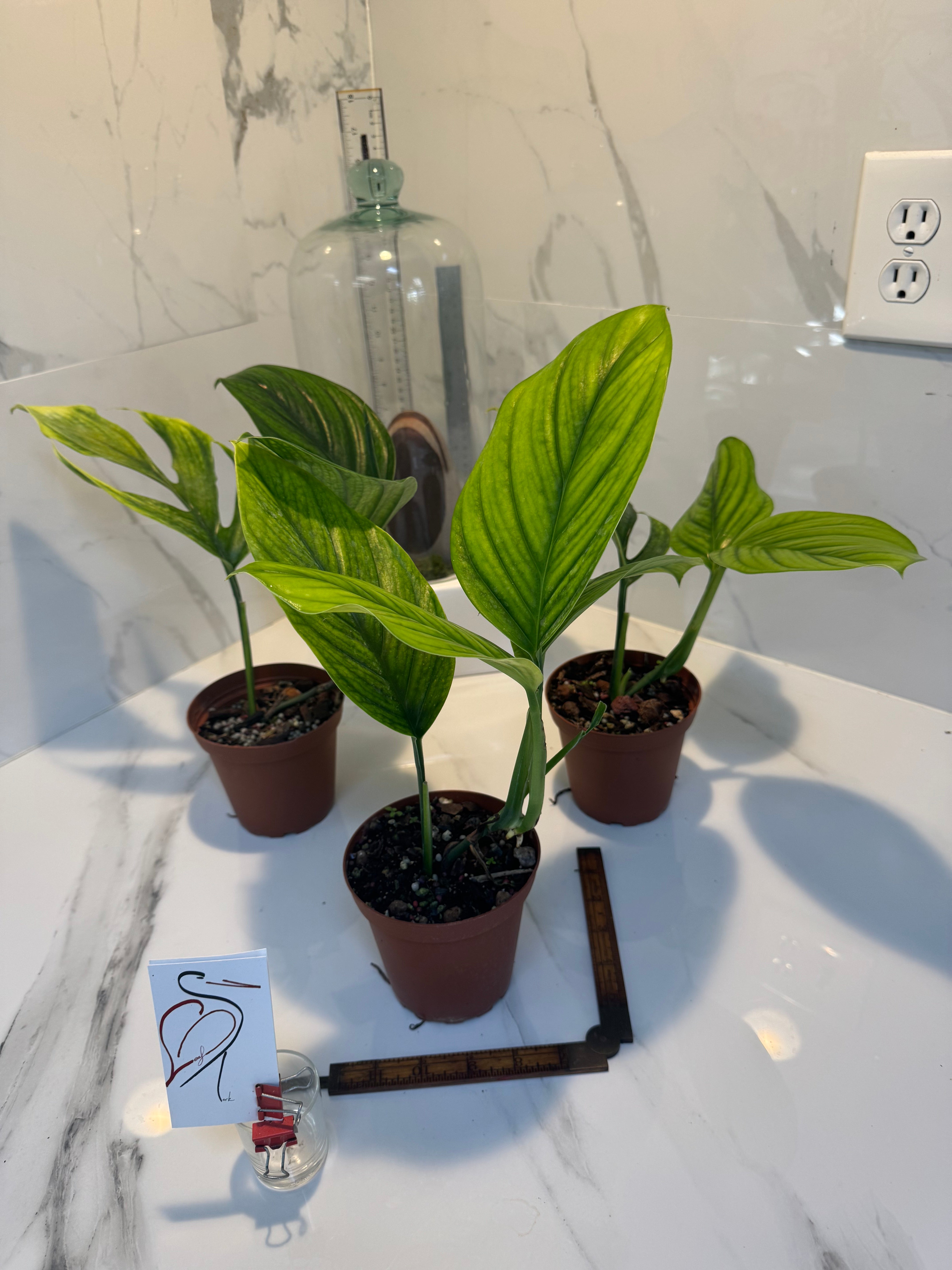 monstera pinnapartita Monstera Pinnatipartita, Dark Form Colombian – Leaf Stork