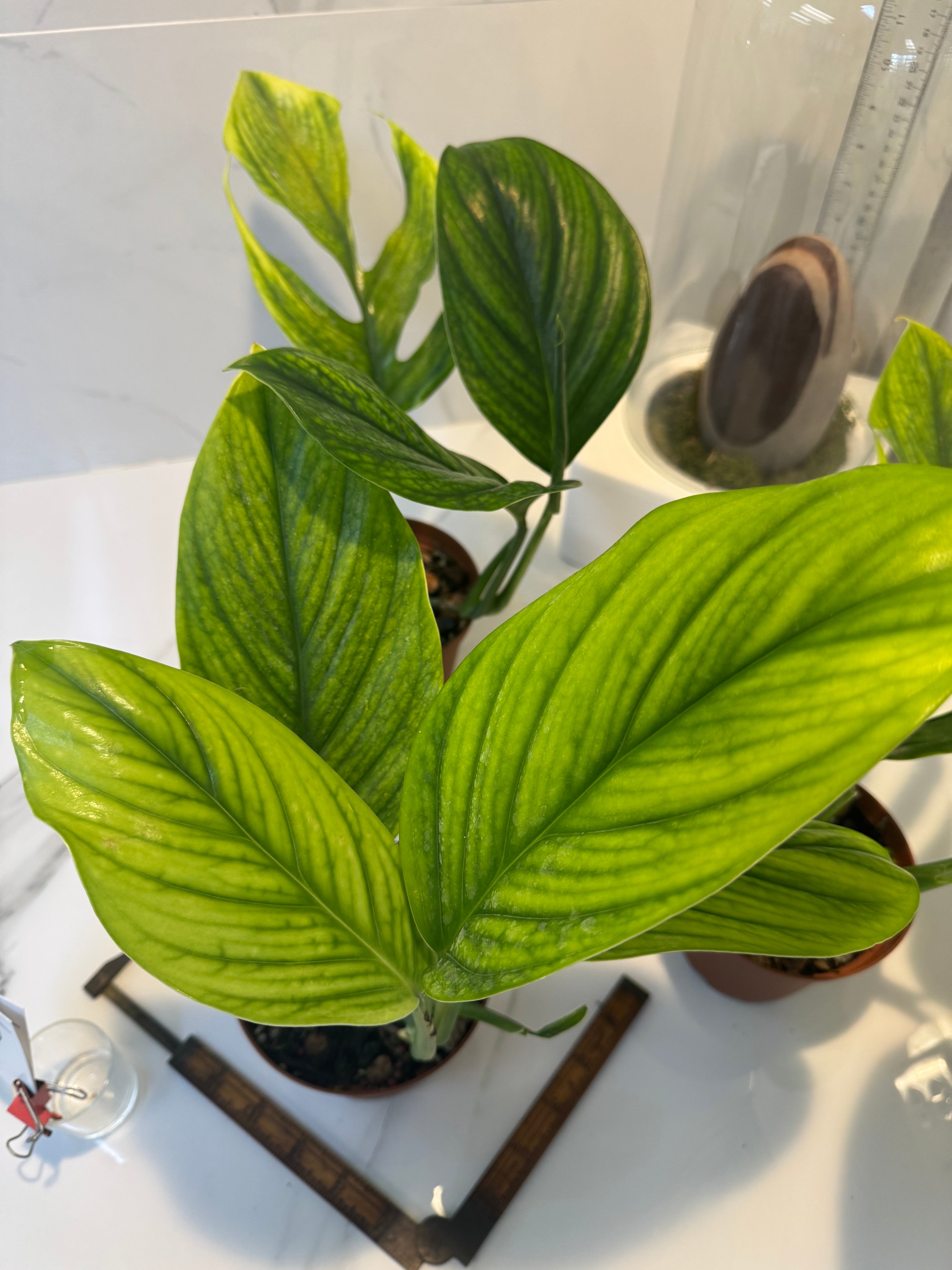 monstera pinnapartita Monstera Pinnatipartita, Dark Form Colombian – Leaf Stork