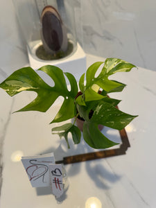 Rhaphidophora Tetrasperma Variegated #13