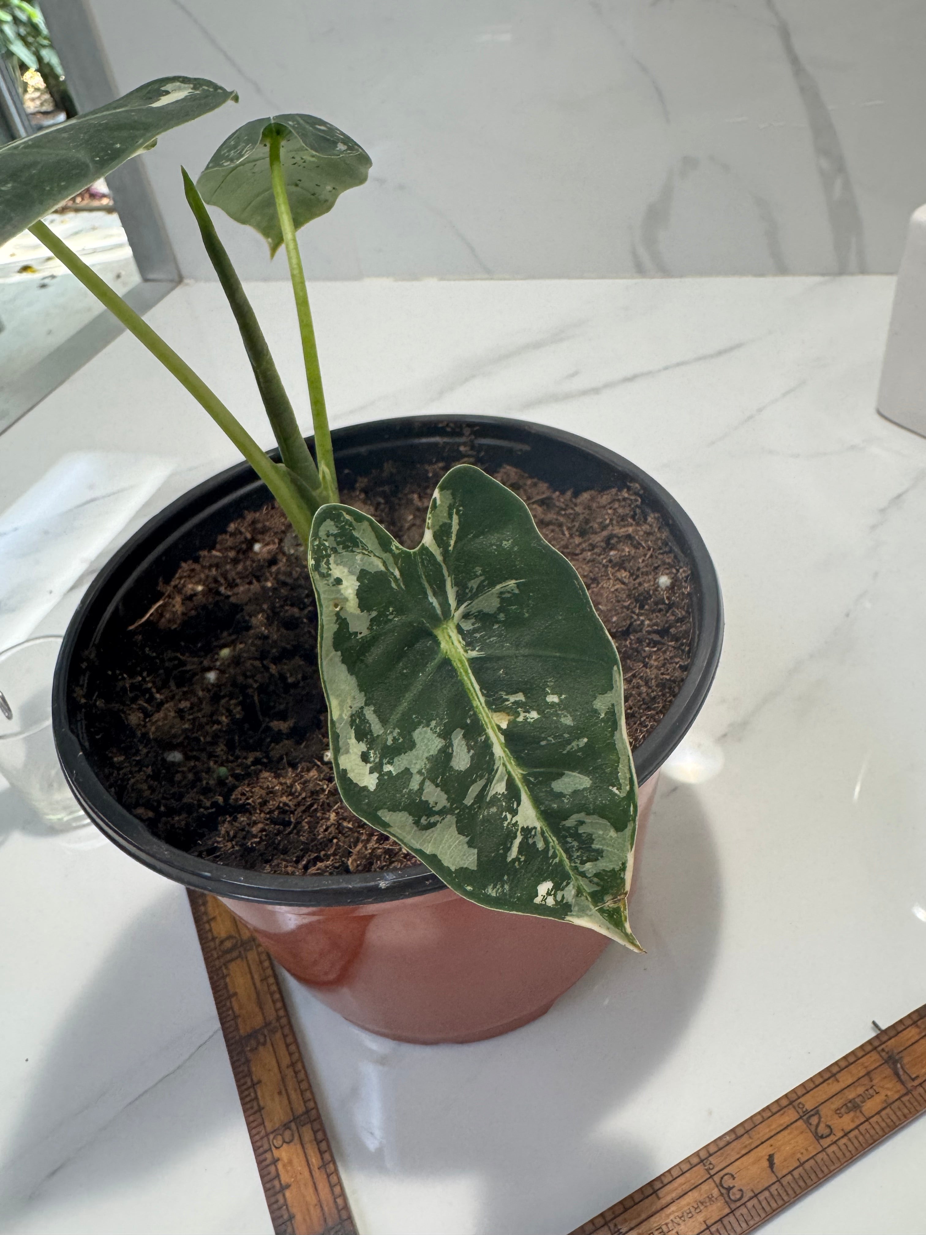 Alocasia 'Frydek' albo variegated #02