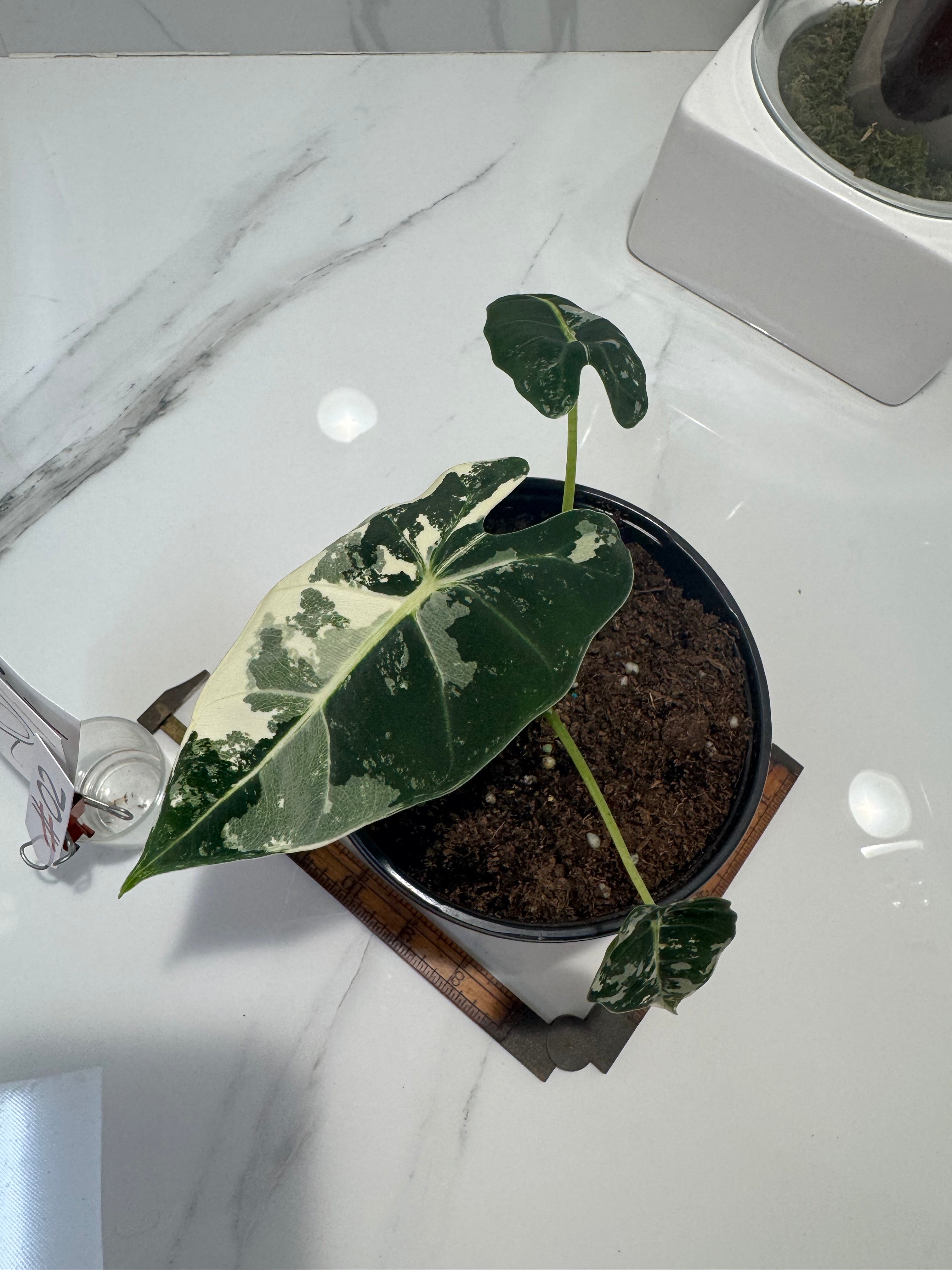 Alocasia 'Frydek' albo variegated #02