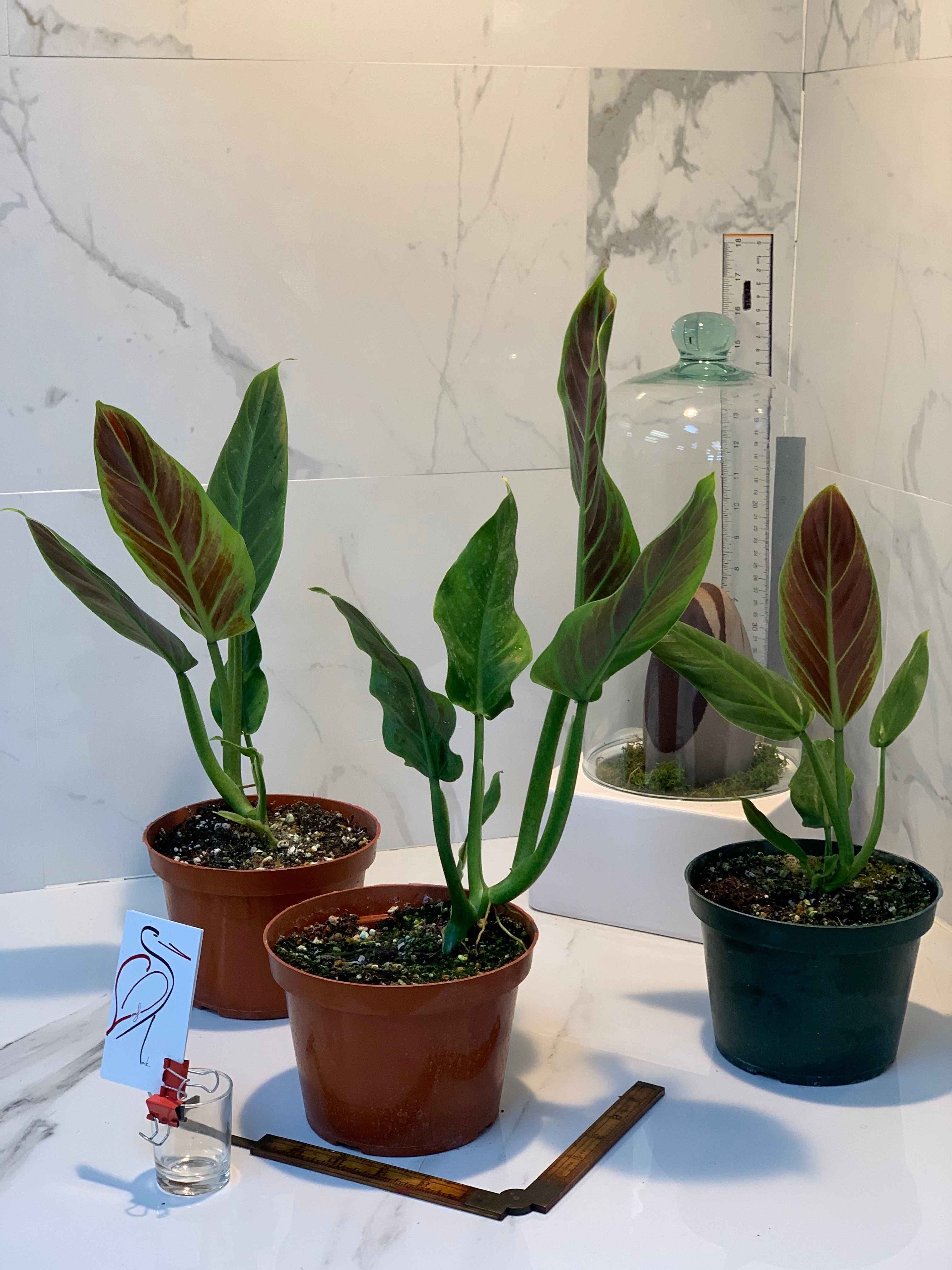philodendron angustatum Philodendron subhastatum