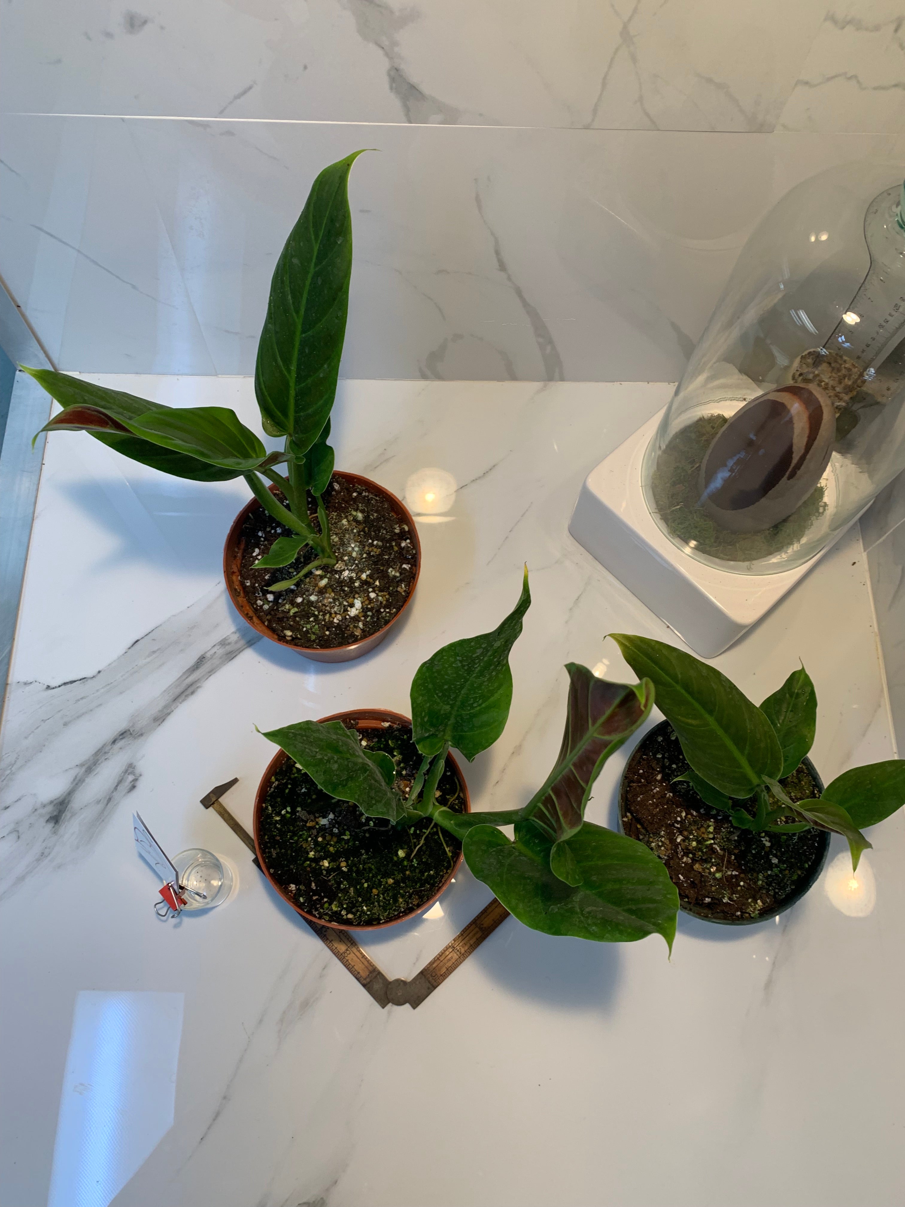 subhastatum philodendron price Philodendron subhastatum