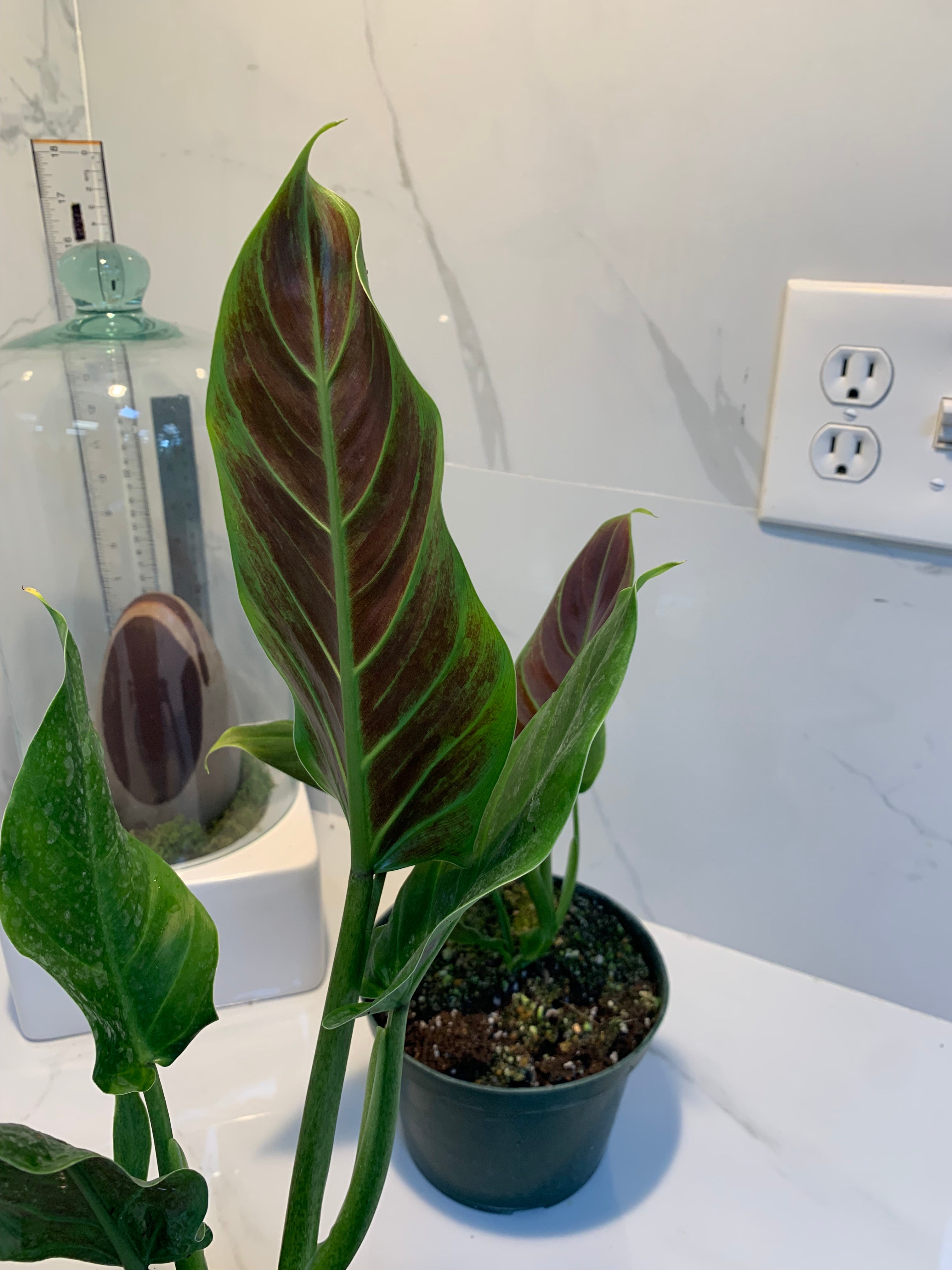 philodendron showboat Philodendron Subhastatum – Leaf Stork