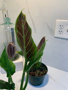 philodendron subhastatum price Philodendron subhastatum