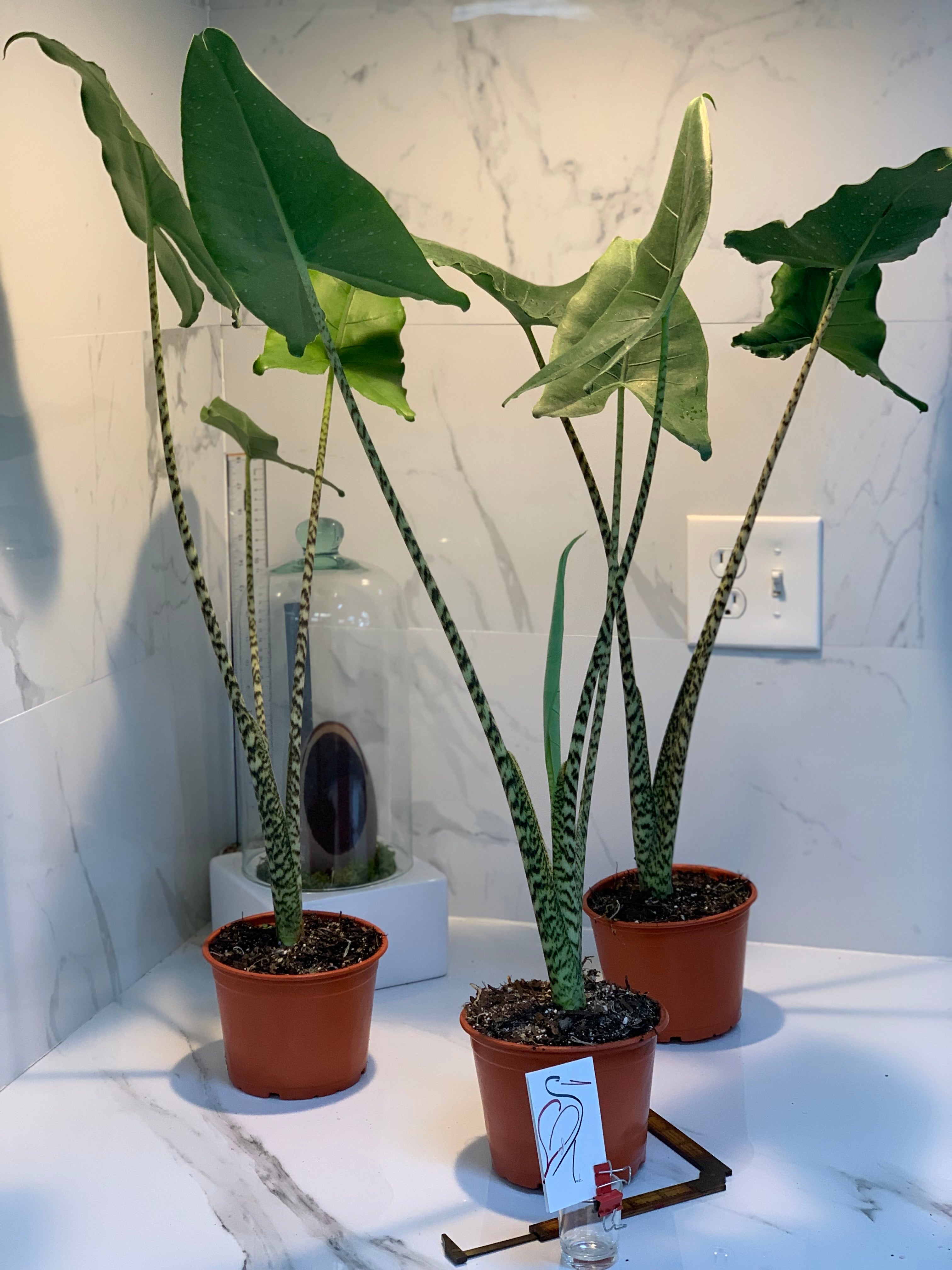 zebrina elephant ear plant Alocasia zebrina — Rare Zebra Stem Elephant Ear Aroid