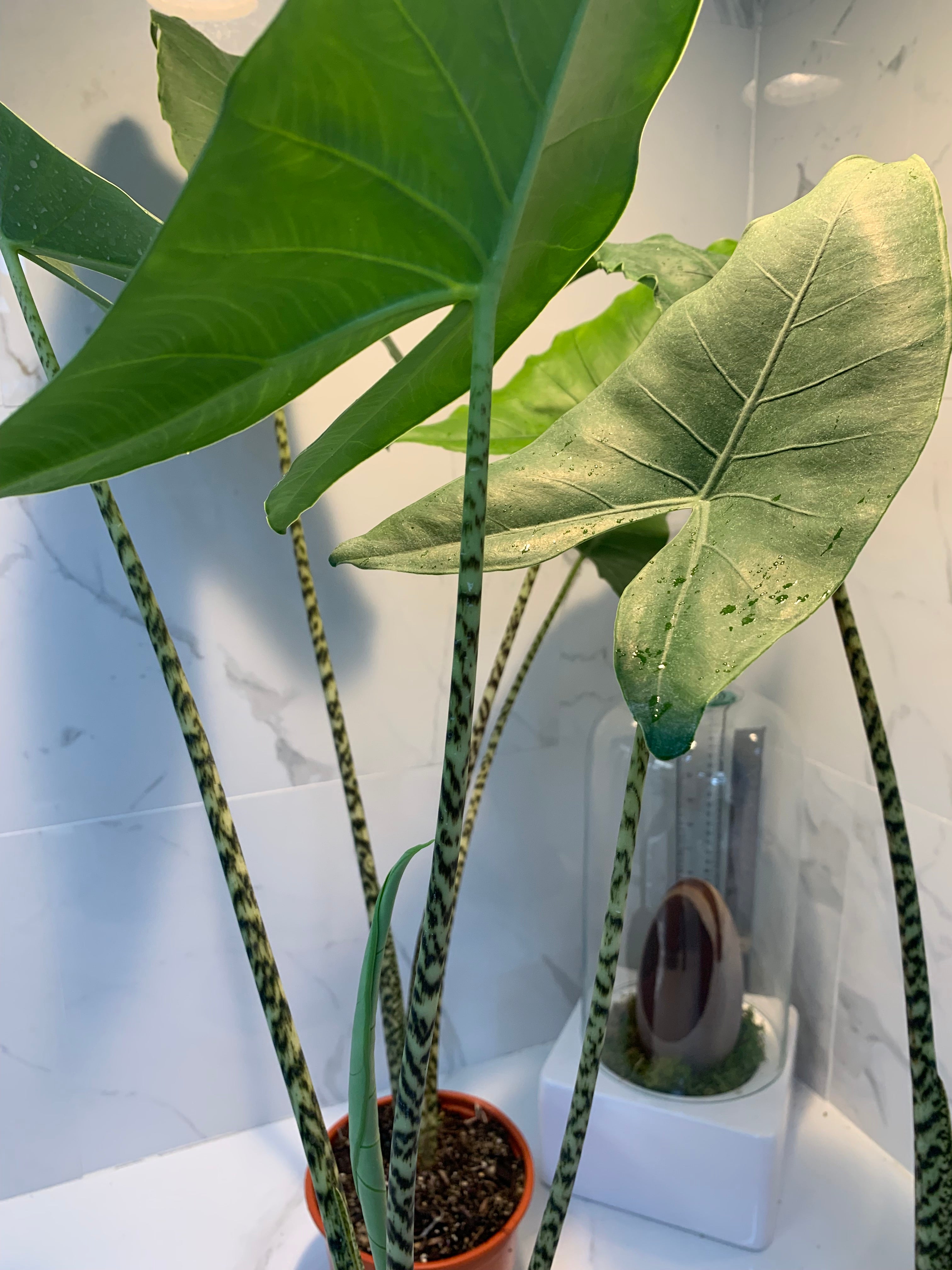 elephant ear plant alocasia zebrina Alocasia zebrina — Rare Zebra Stem Elephant Ear Aroid