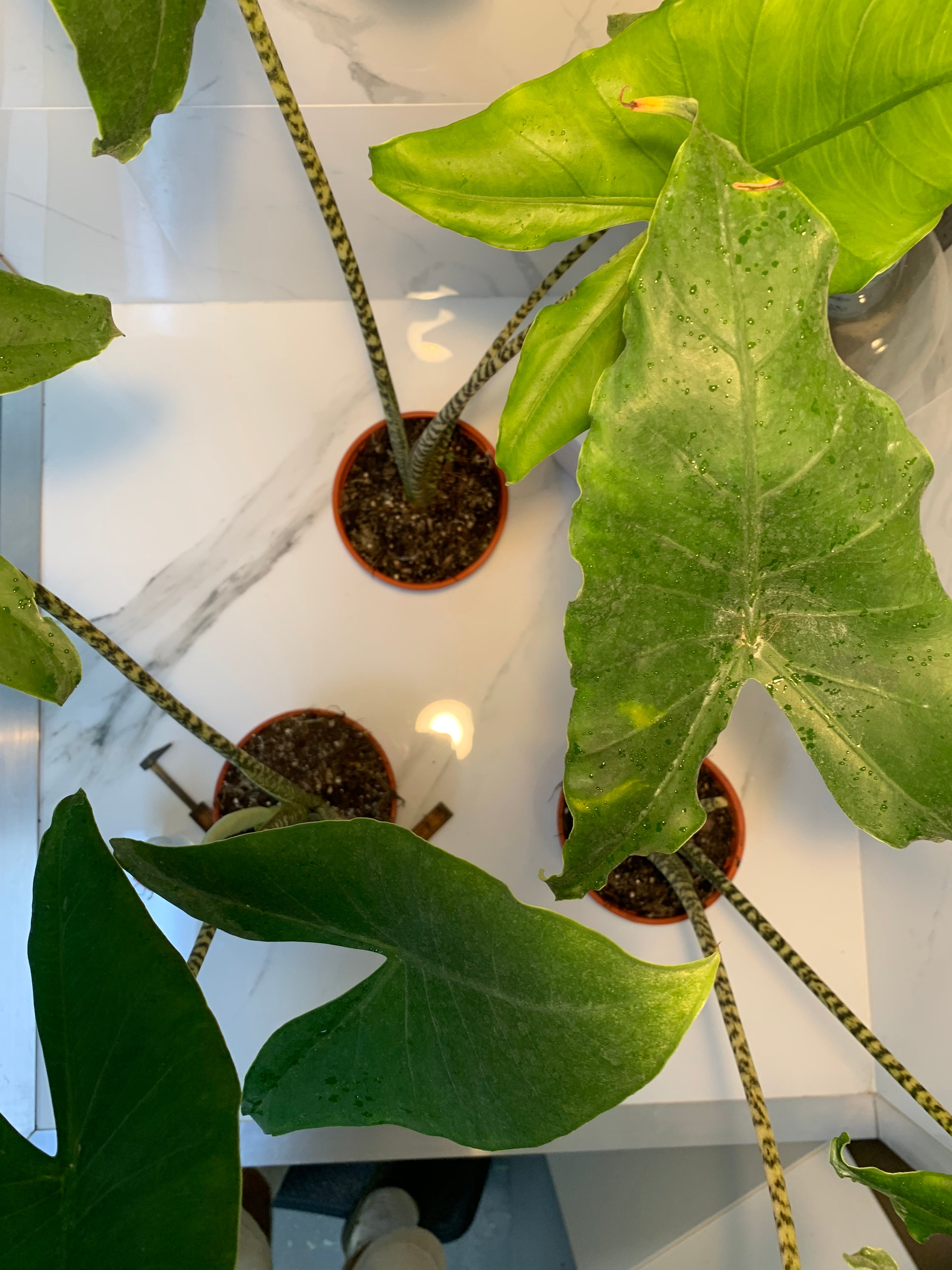 elephant ear plant zebra Alocasia zebrina — Rare Zebra Stem Elephant Ear Aroid