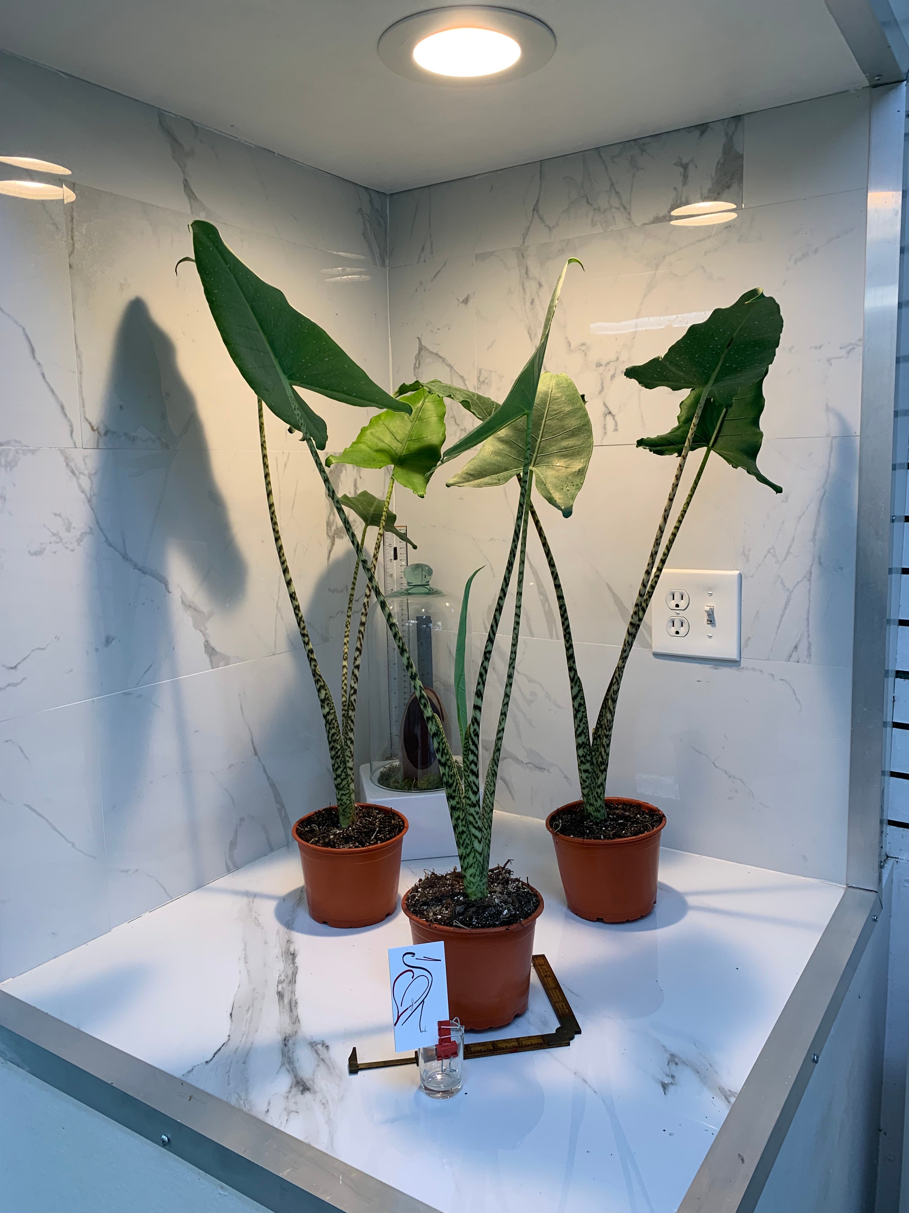 elephant ear plant zebrina Alocasia zebrina — Rare Zebra Stem Elephant Ear Aroid