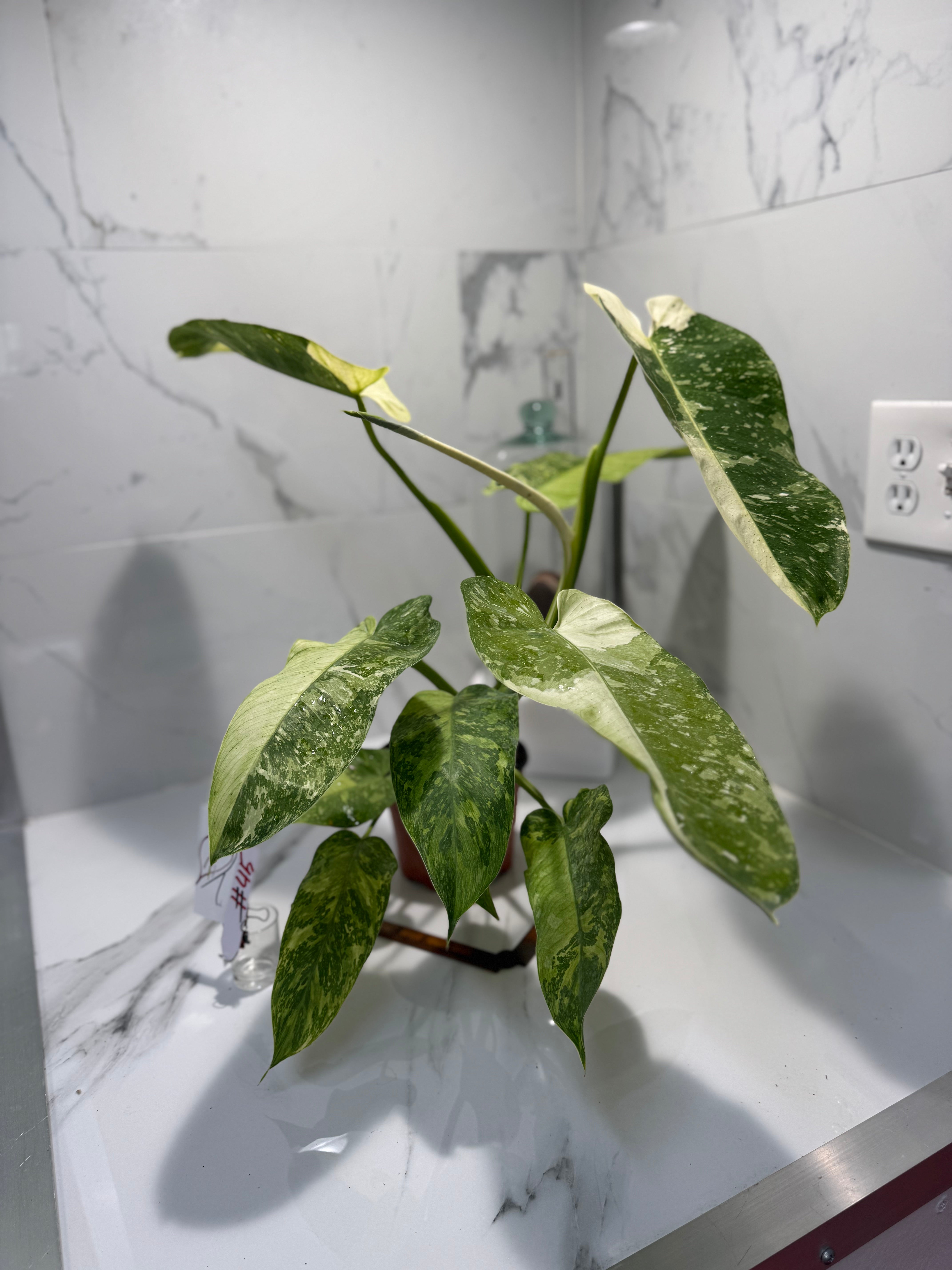 Philodendron Jose Buono #45