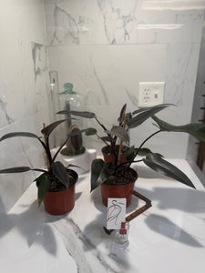 dark majesty philodendron Philodendron Majesty — Rare Dark Hybrid Climbing Philodendron