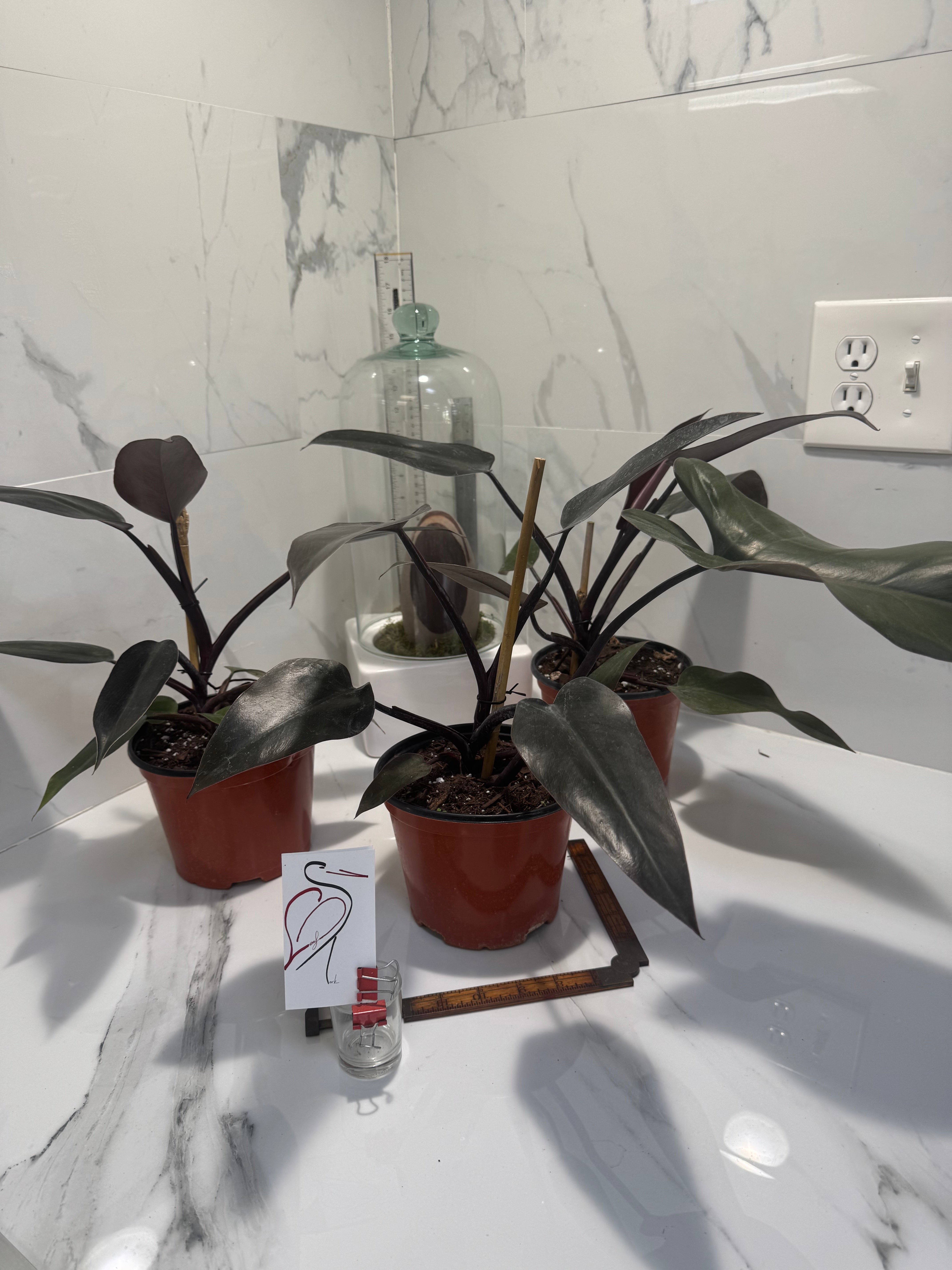 philodendron black knight vs black cardinal Philodendron Majesty — Rare Dark Hybrid Climbing Philodendron