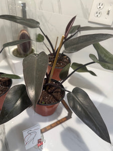 black knight philodendron price Philodendron Majesty — Rare Dark Hybrid Climbing Philodendron