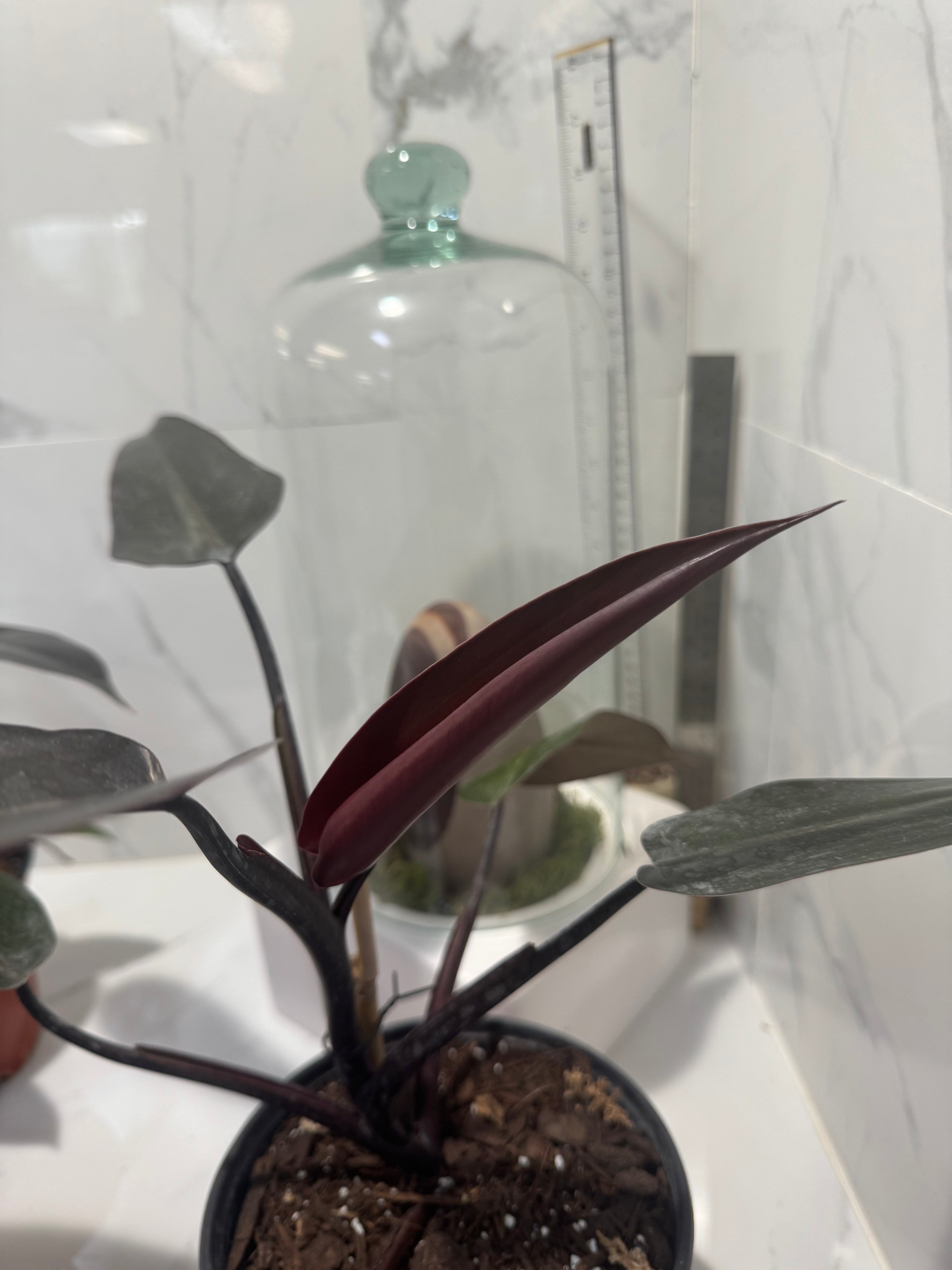 black majesty philodendron care Philodendron Majesty — Rare Dark Hybrid Climbing Philodendron