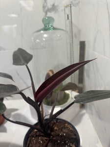 black knight philodendron price Philodendron Majesty — Rare Dark Hybrid Climbing Philodendron