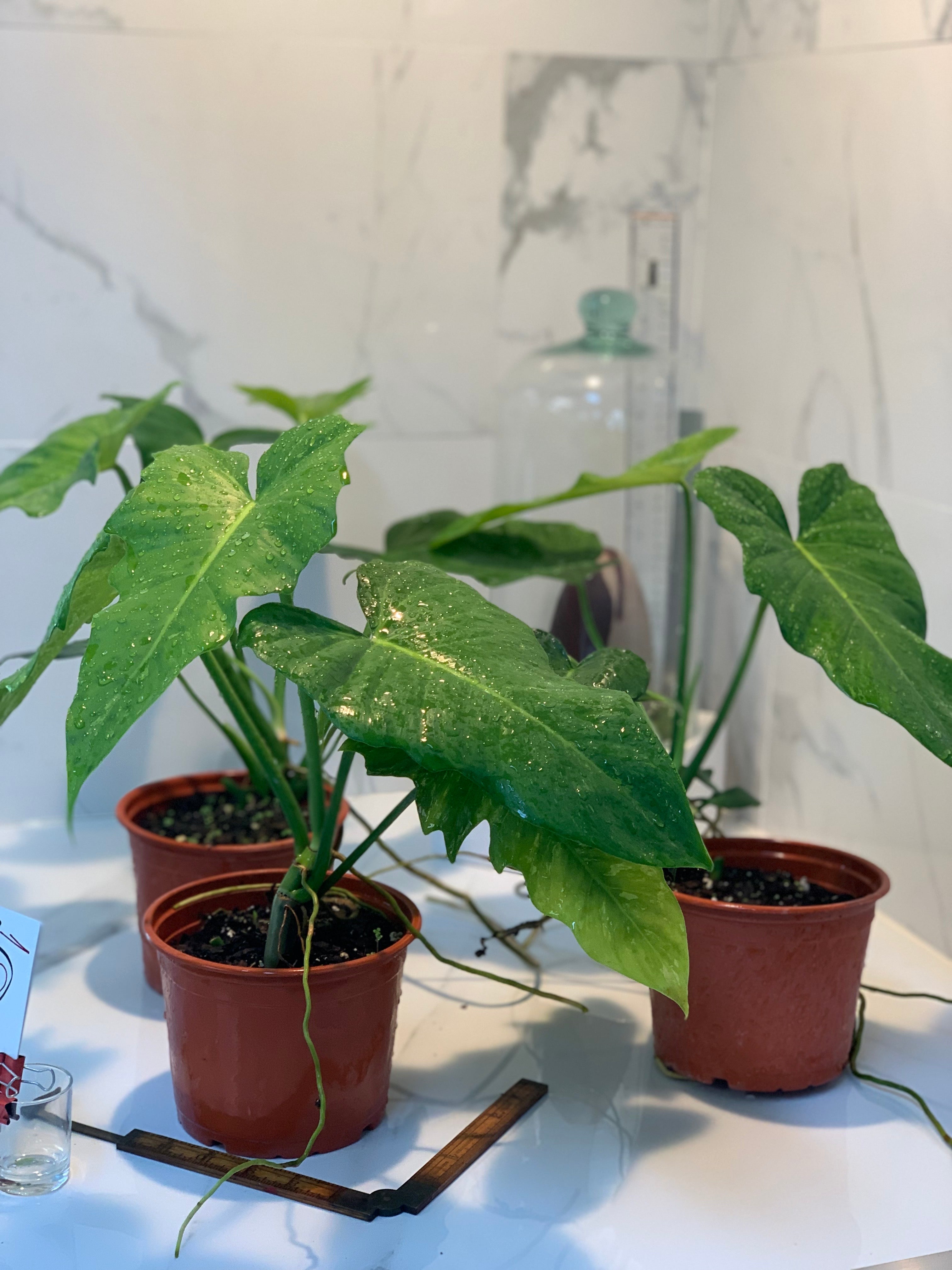 philodendron golden dragon price Philodendron Golden Dragon – Leaf Stork