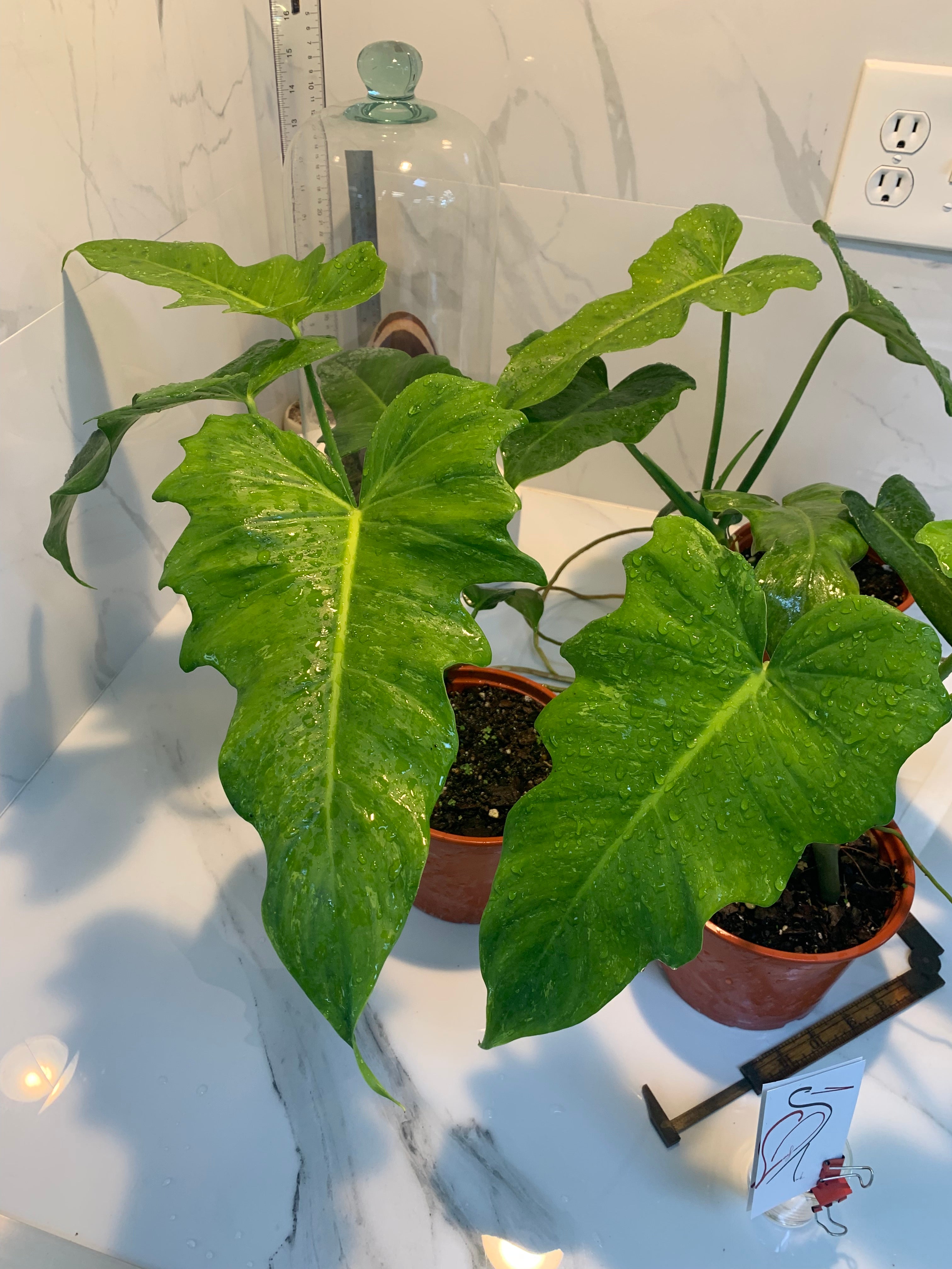 dragon philodendron Philodendron Golden Dragon – Leaf Stork