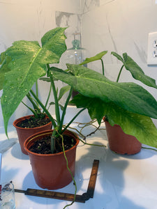 philodendron mottled dragon Philodendron Golden Dragon – Leaf Stork