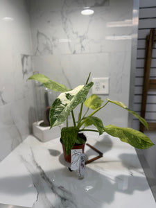 Philodendron Jose Buono #48