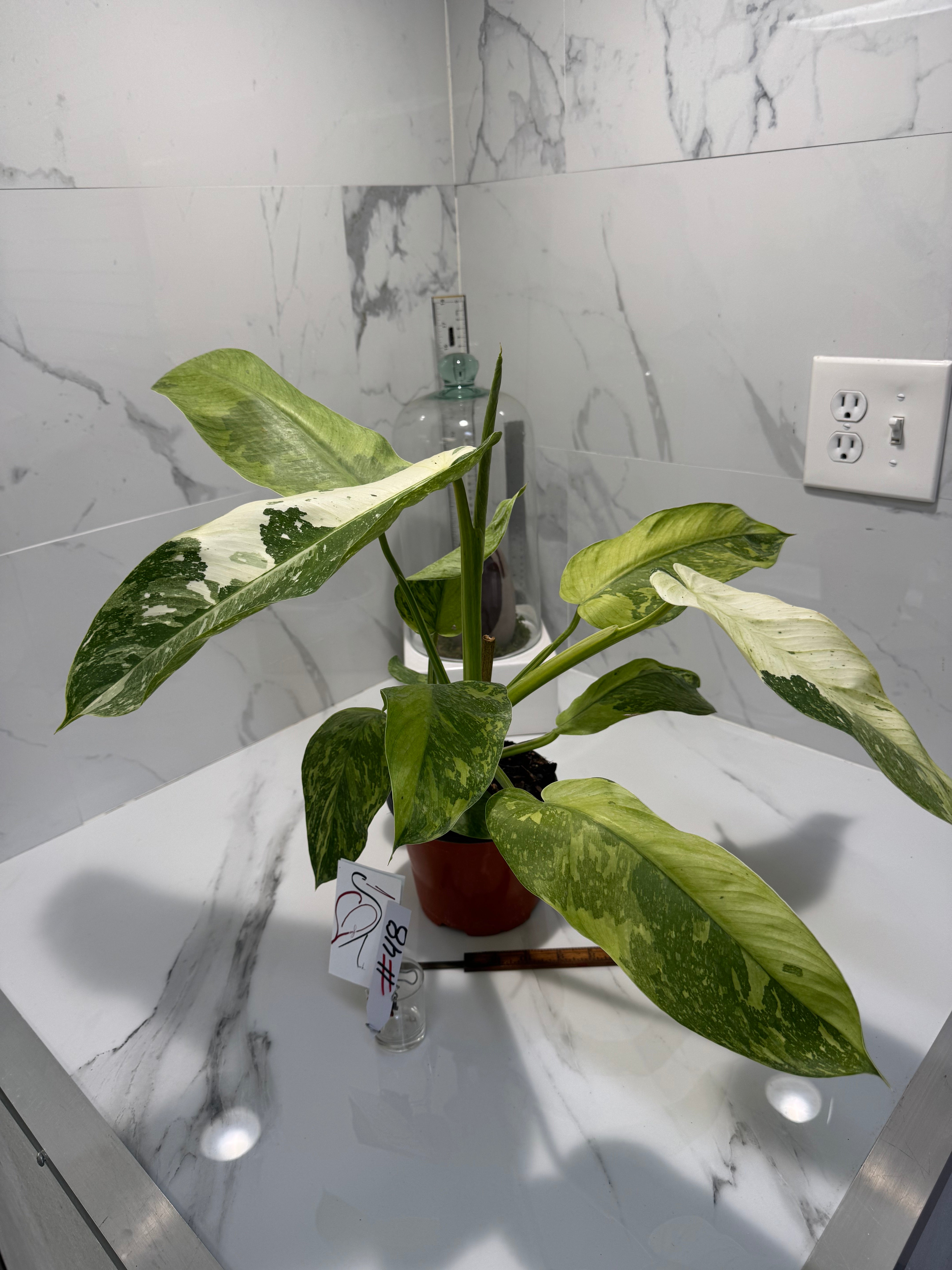 Philodendron Jose Buono #48