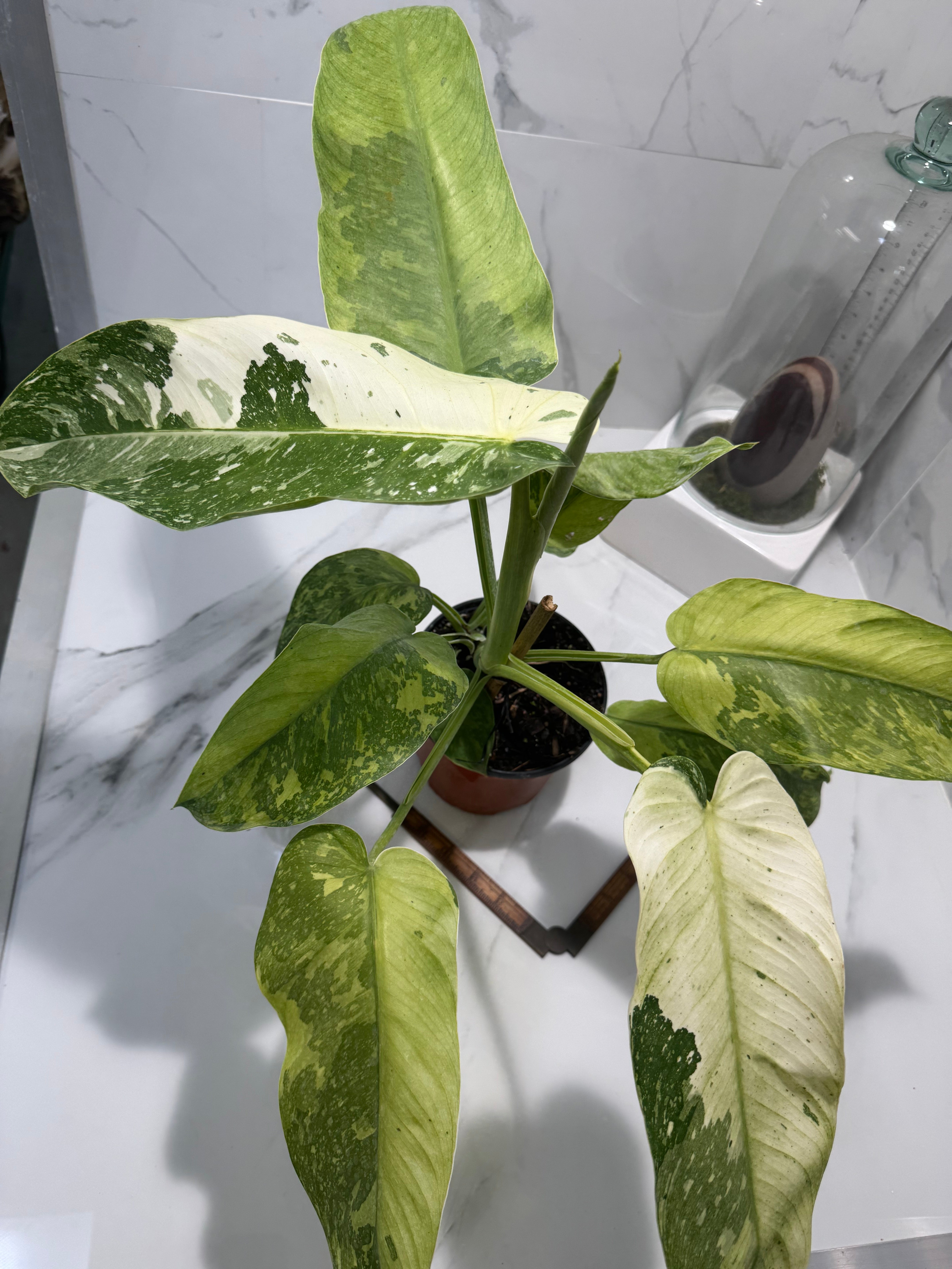 Philodendron Jose Buono #48