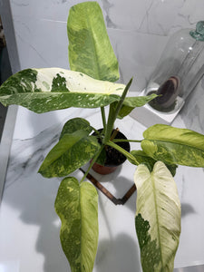 Philodendron Jose Buono #48