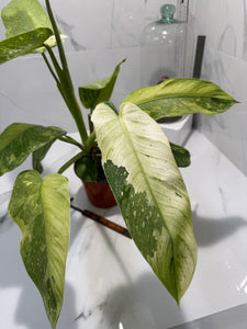 Philodendron Jose Buono #48