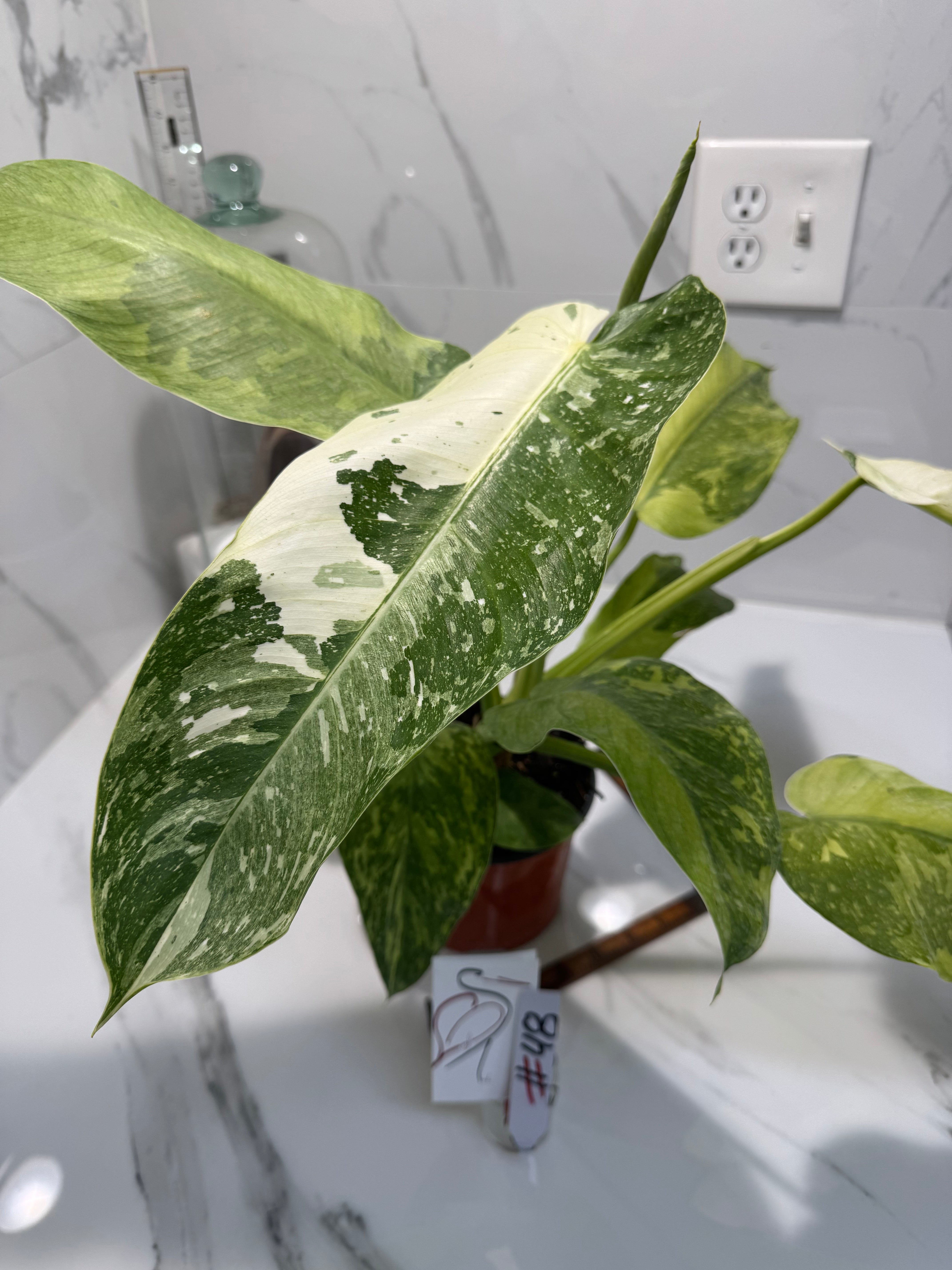 Philodendron Jose Buono #48