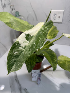 Philodendron Jose Buono #48