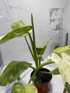 Philodendron Jose Buono #48