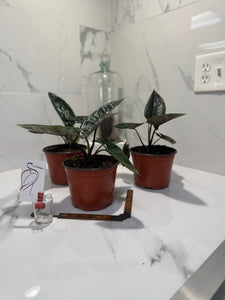 Alocasia Scalprum