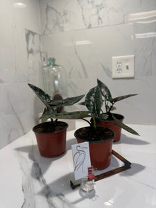 Alocasia Scalprum