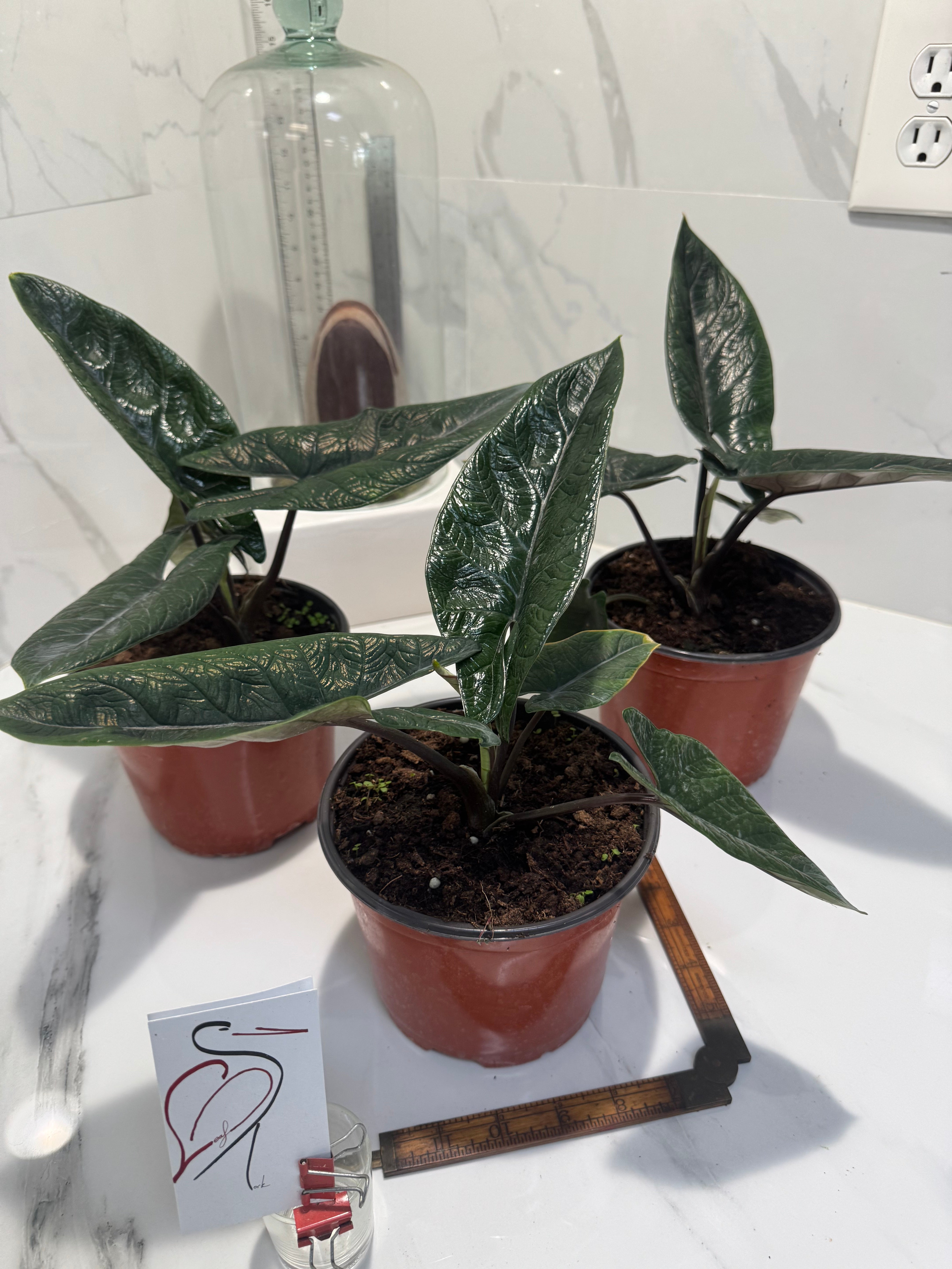 Alocasia Scalprum