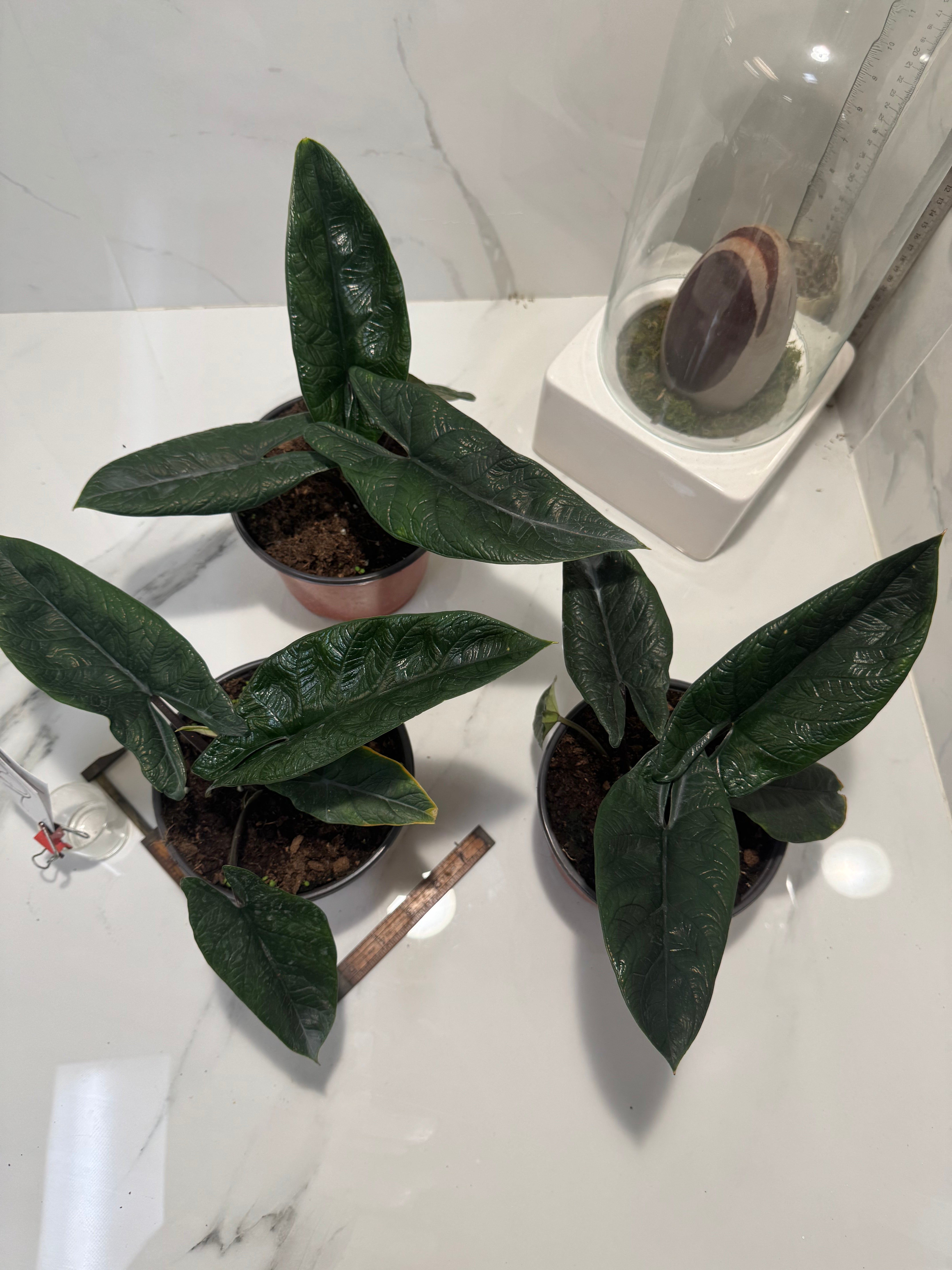 Alocasia Scalprum