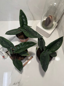 Alocasia Scalprum
