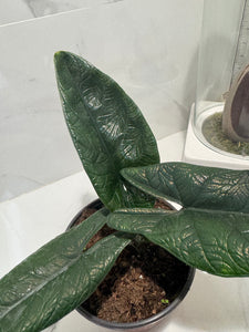 Alocasia Scalprum