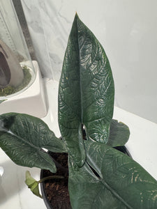 Alocasia Scalprum